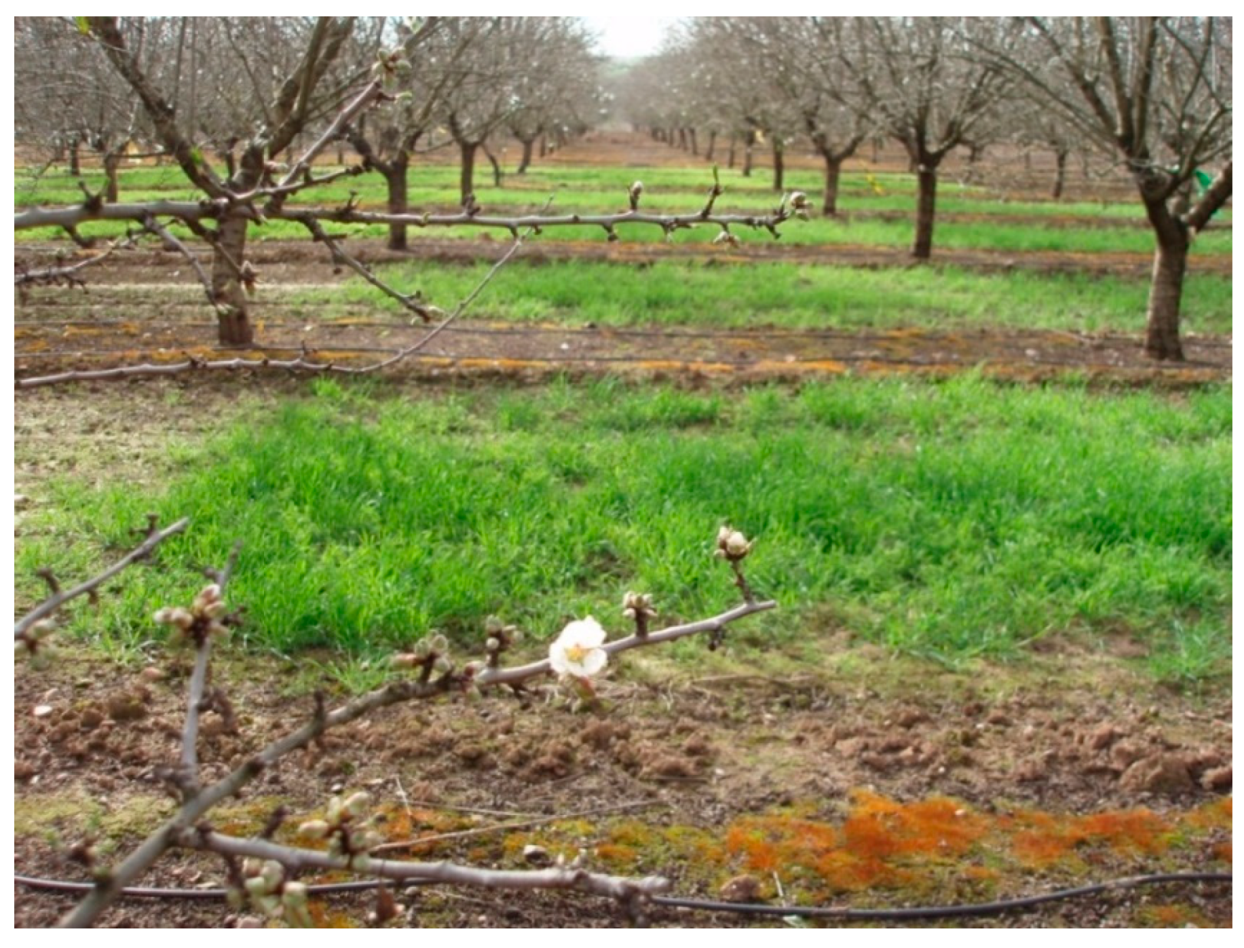 Agronomy 11 00387 g001