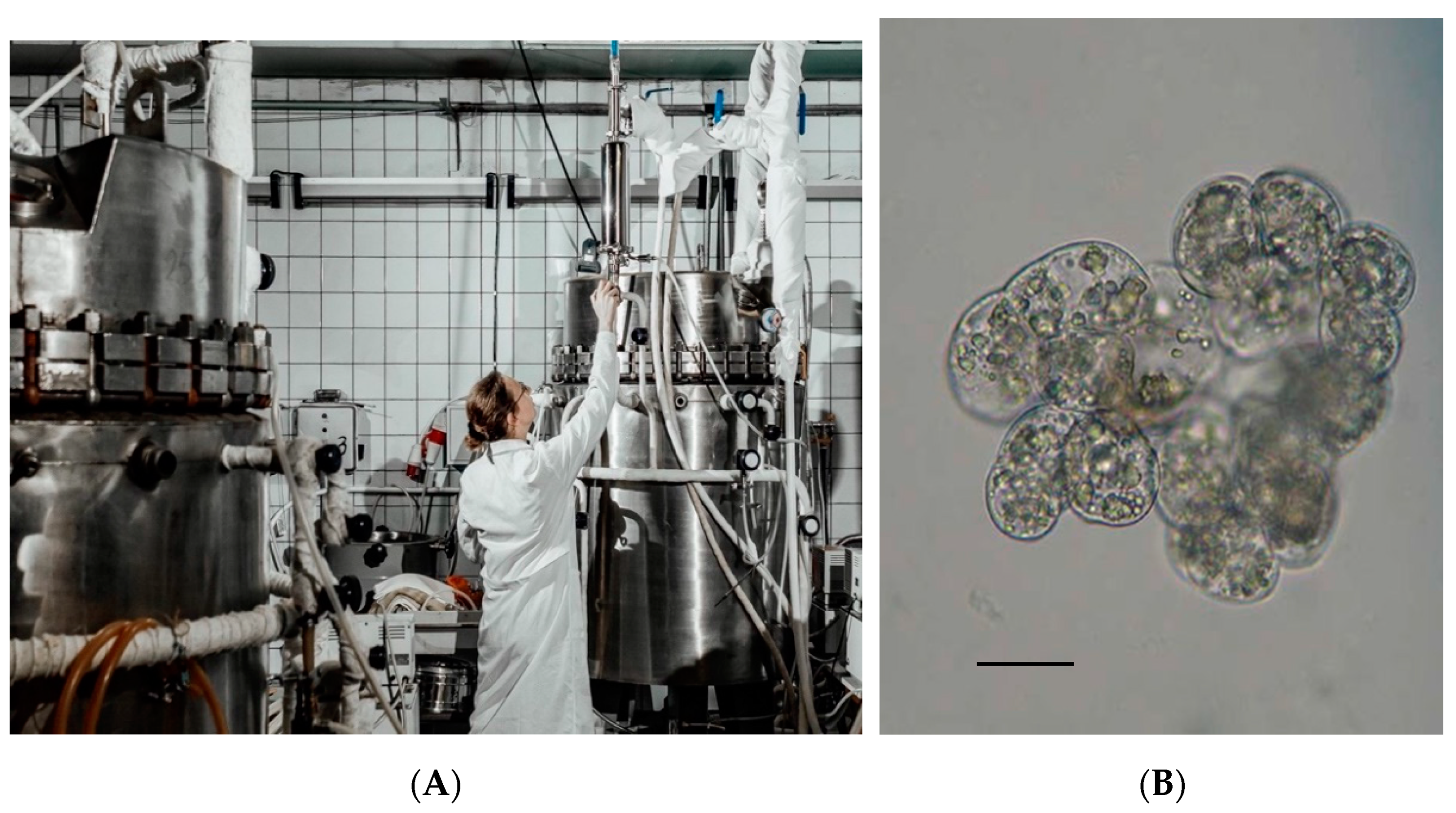 Agronomy 11 00394 g001 Agronomy 11 00394 g001