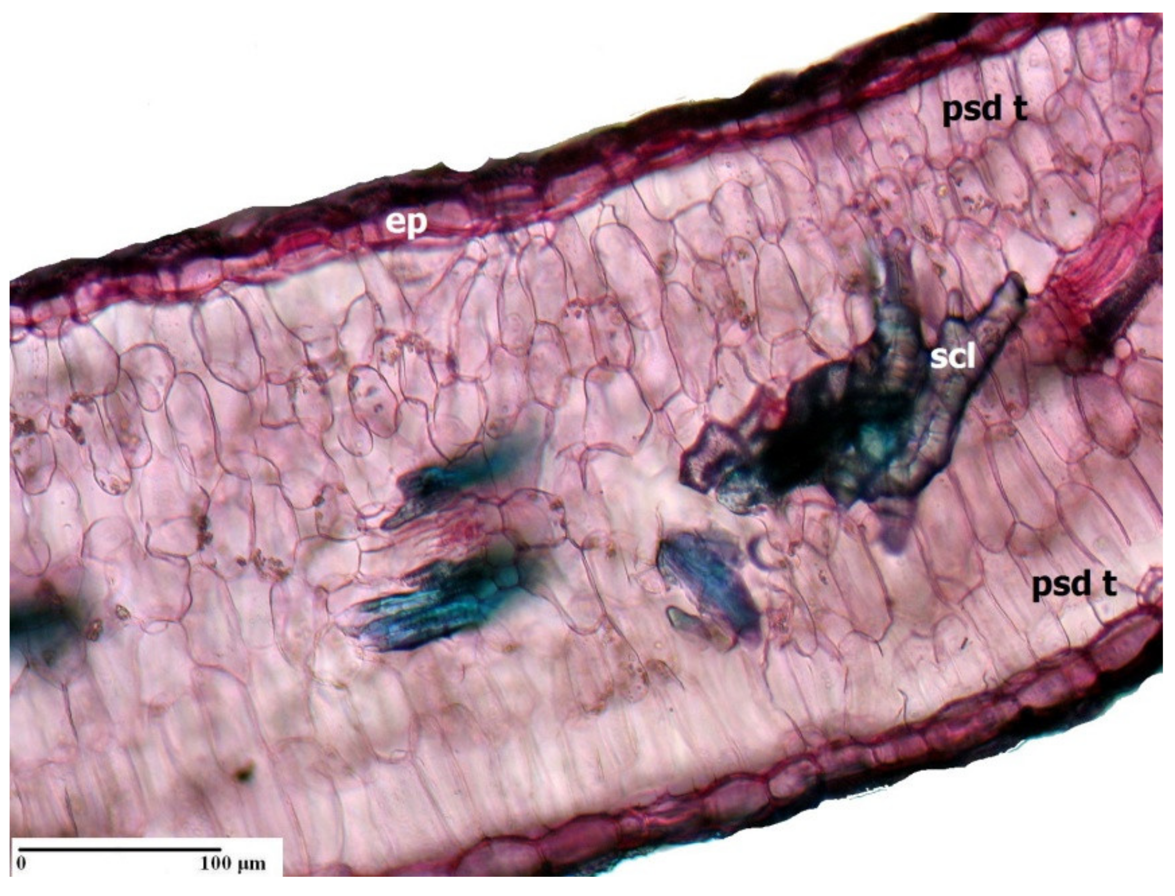 Agronomy 11 00413 g003 Agronomy 11 00413 g003