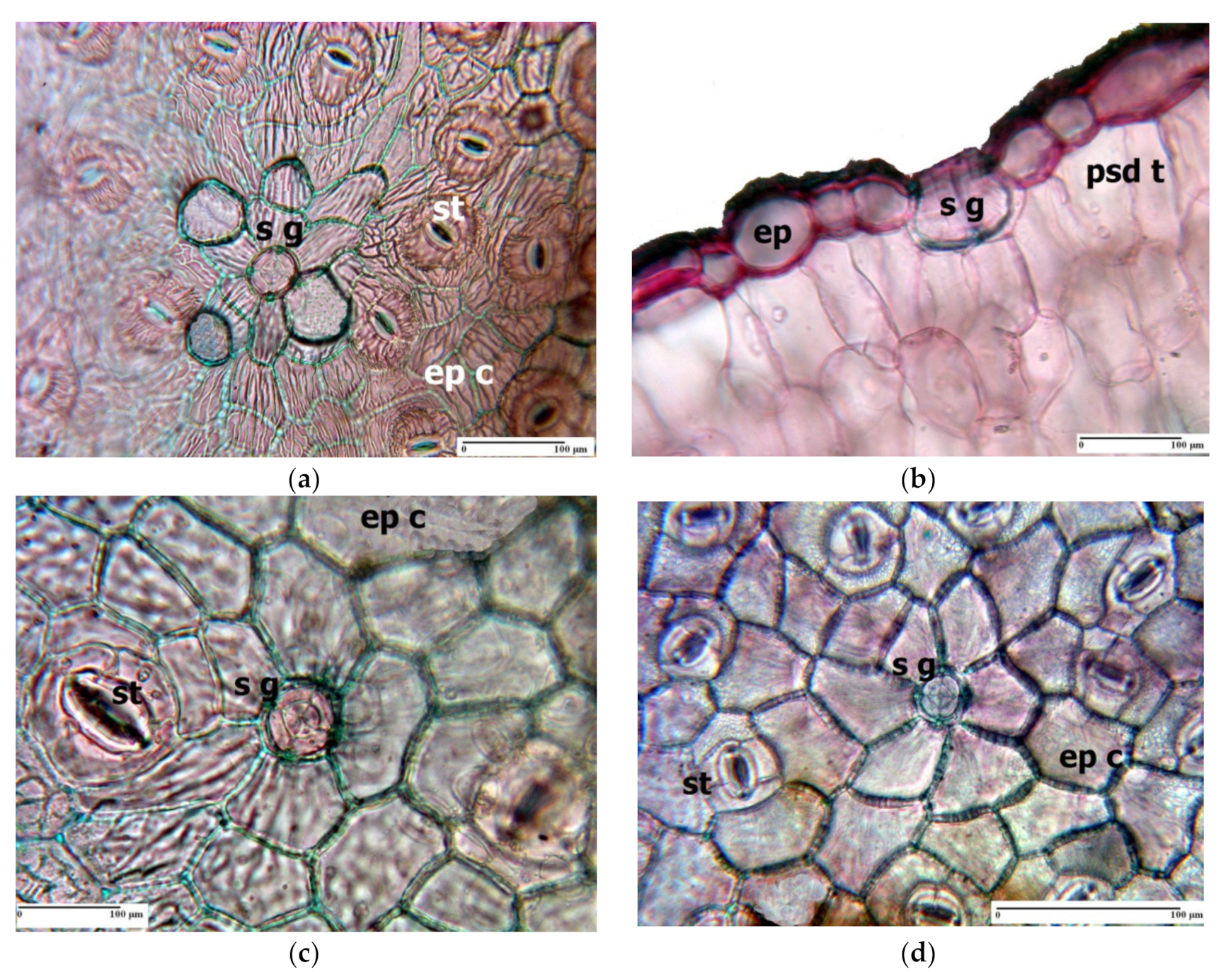 Agronomy 11 00413 g004 Agronomy 11 00413 g004