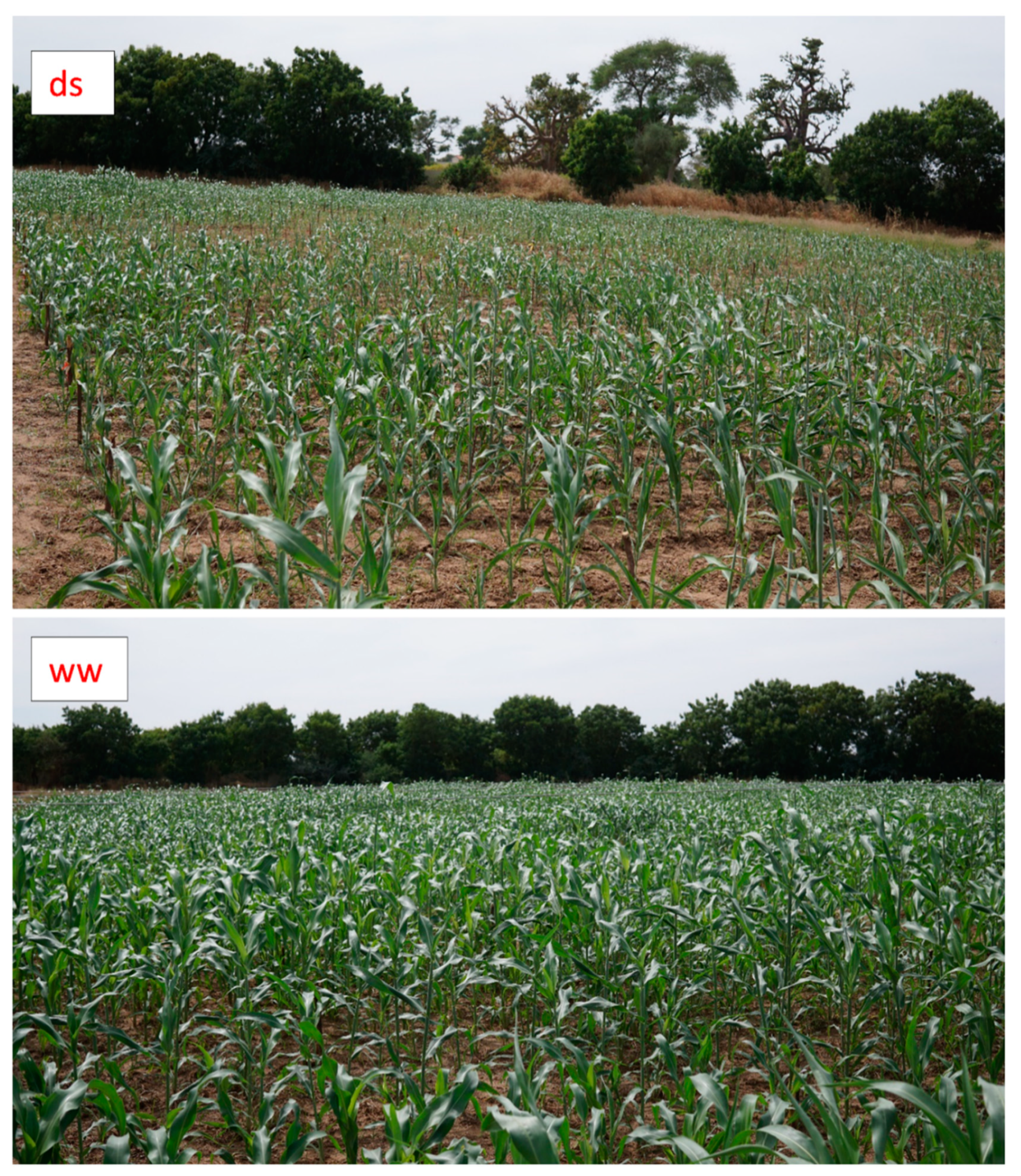 Agronomy 11 00443 g006 Agronomy 11 00443 g006