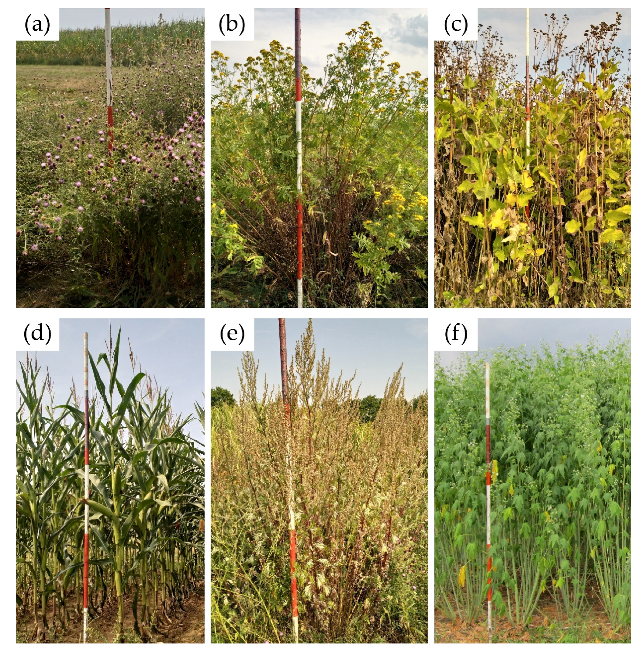 Agronomy 11 00451 g001