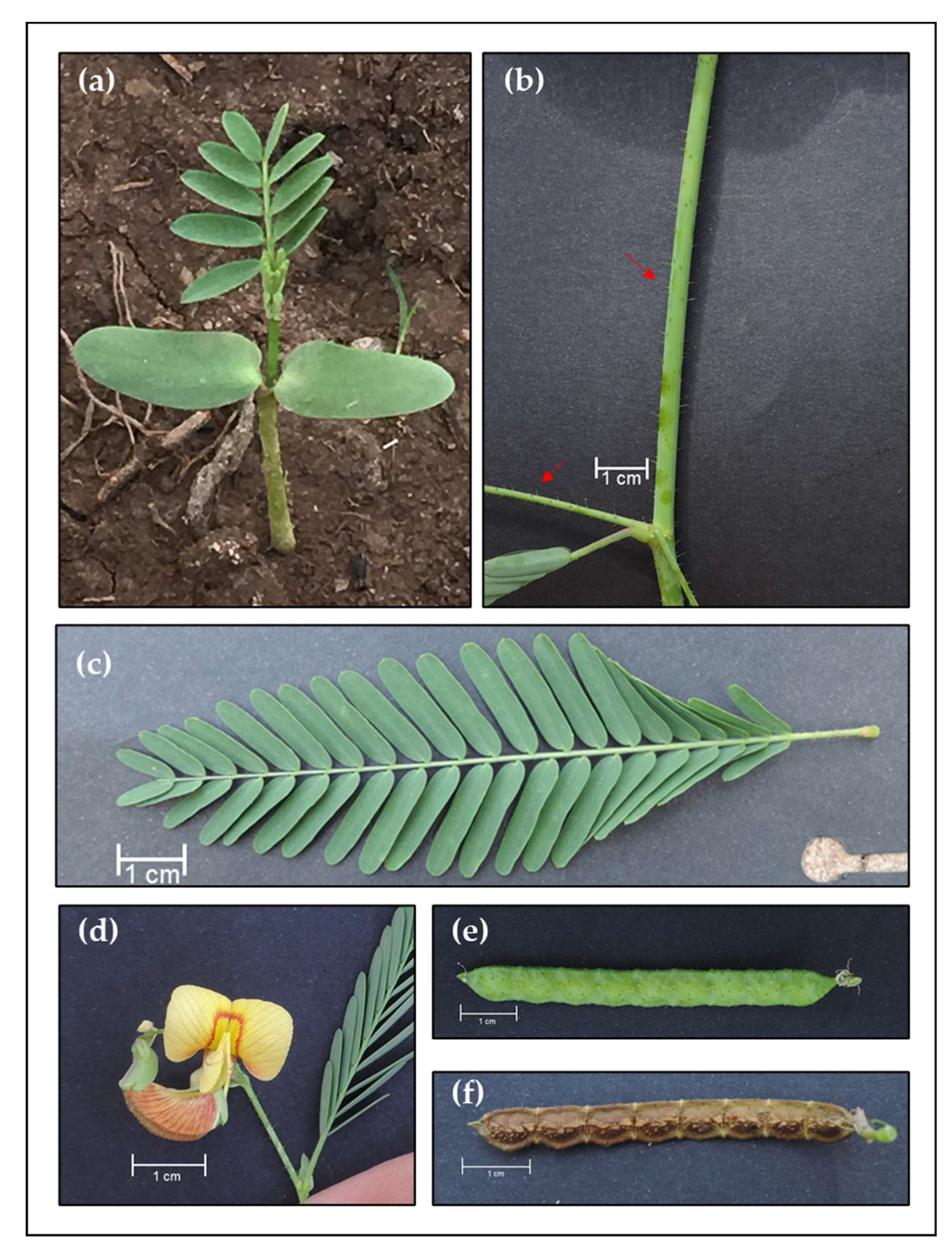 Agronomy 11 00453 g0a4