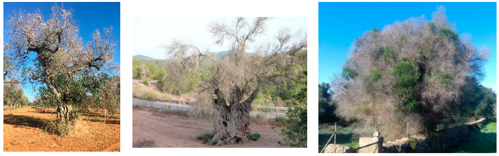 Agronomy 11 00473 g003