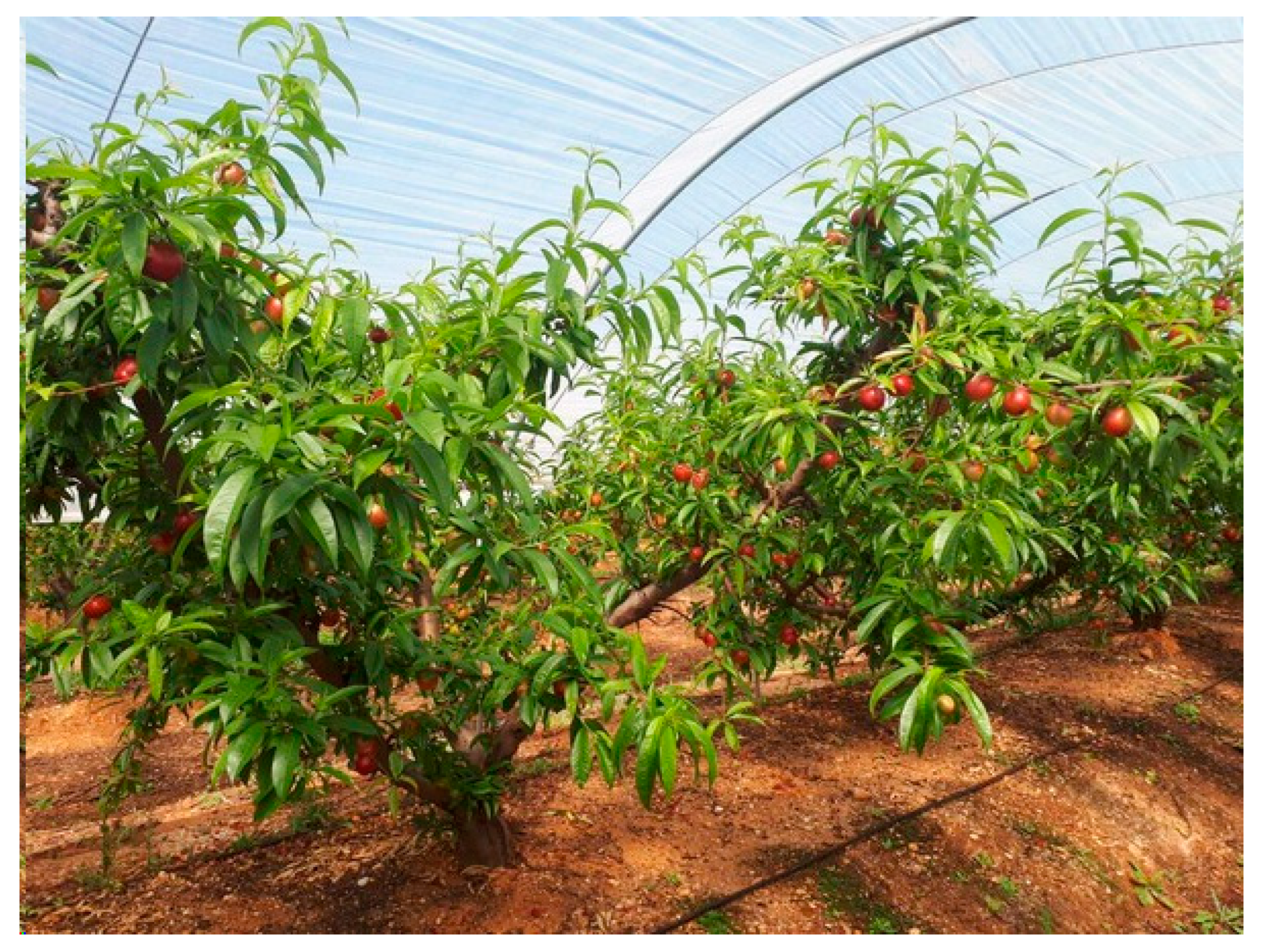 Agronomy 11 00474 g001 Agronomy 11 00474 g001