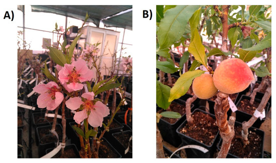 Agronomy 11 00474 g003 550