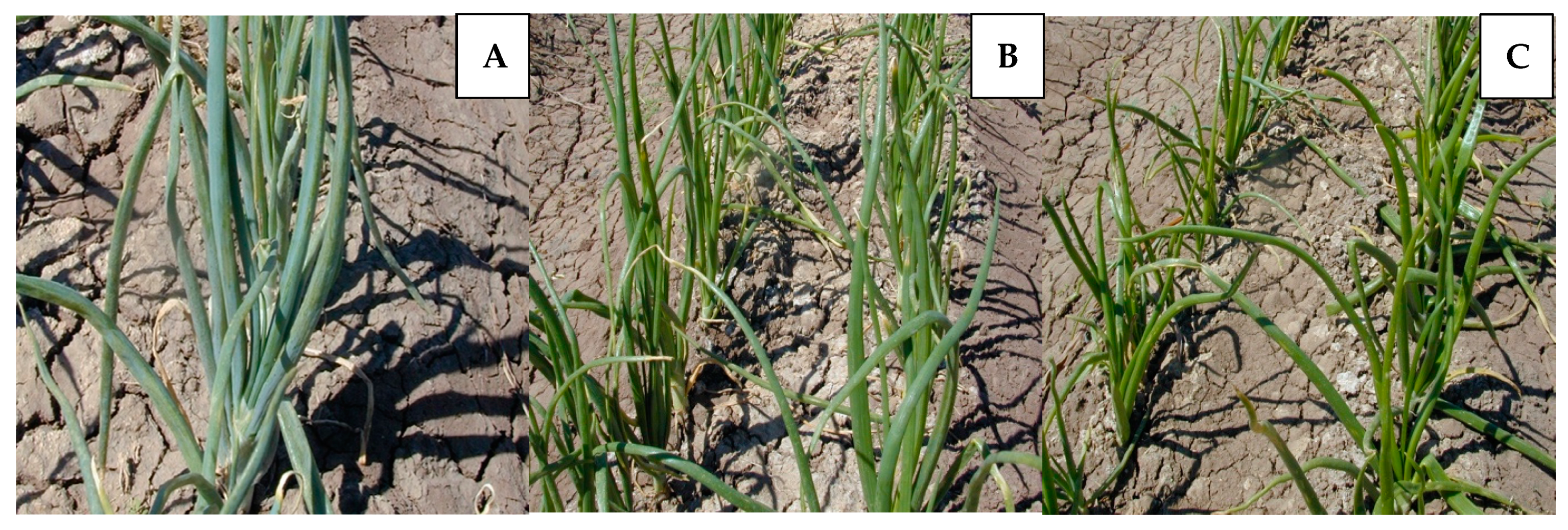 Agronomy 11 00482 g002