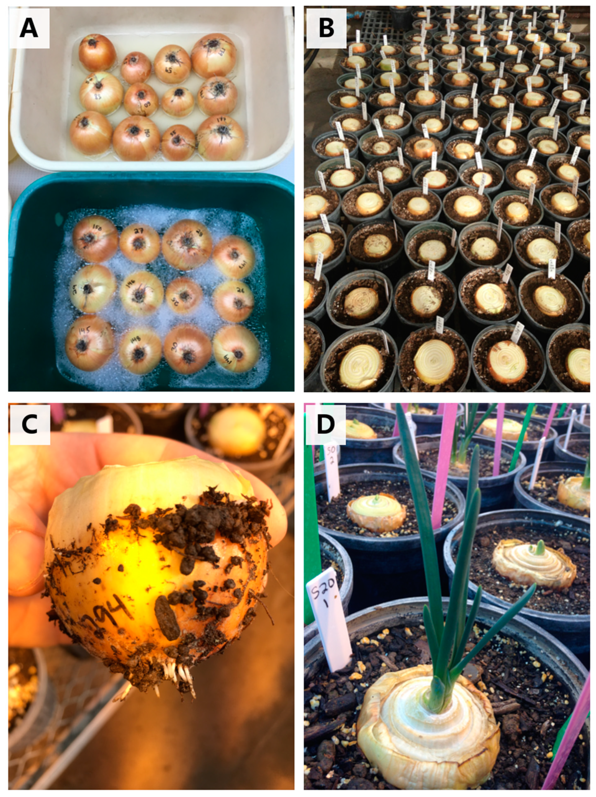 Agronomy 11 00482 g004