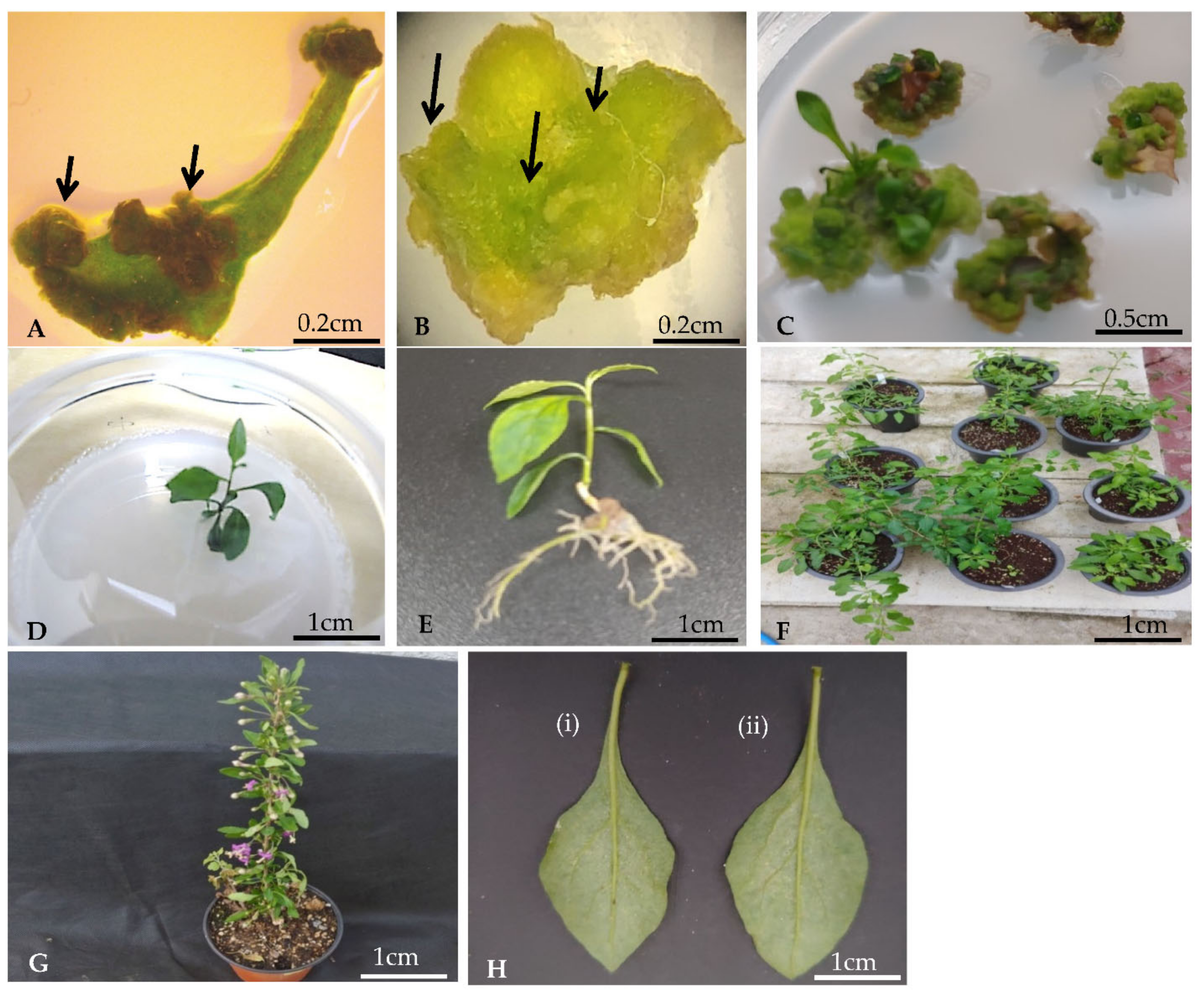 Agronomy 11 00503 g001 Agronomy 11 00503 g001