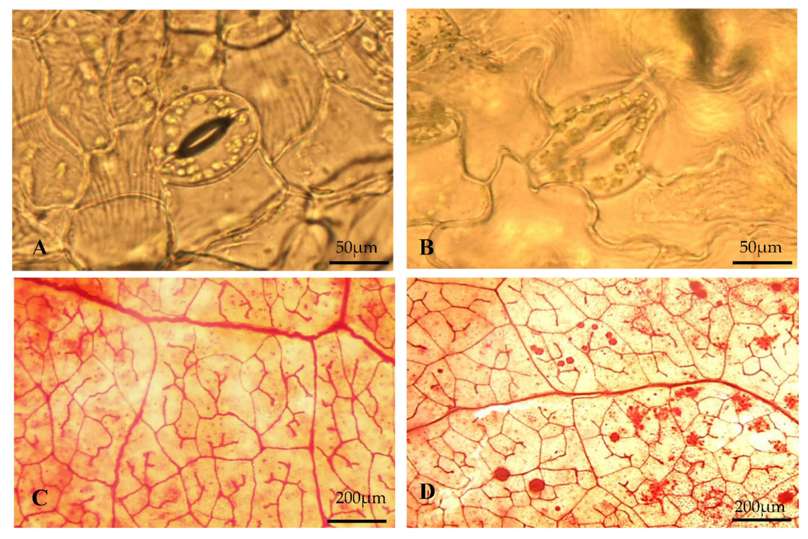 Agronomy 11 00503 g003 Agronomy 11 00503 g003