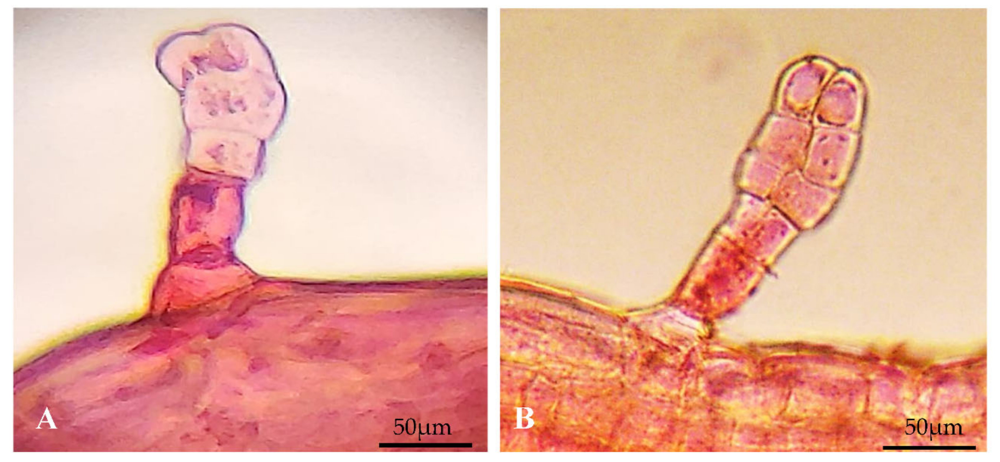 Agronomy 11 00503 g004 Agronomy 11 00503 g004