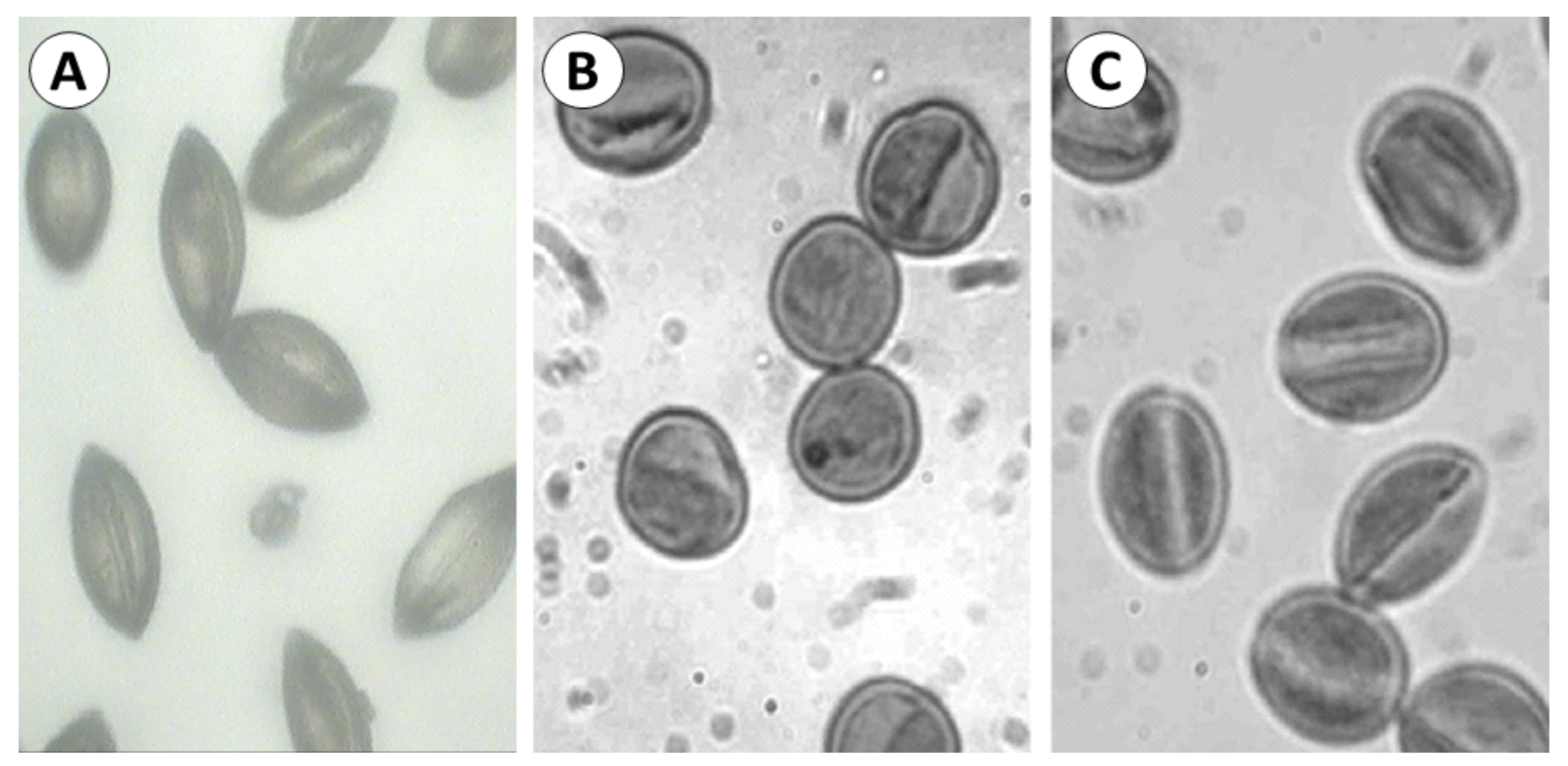 Agronomy 11 00504 g002