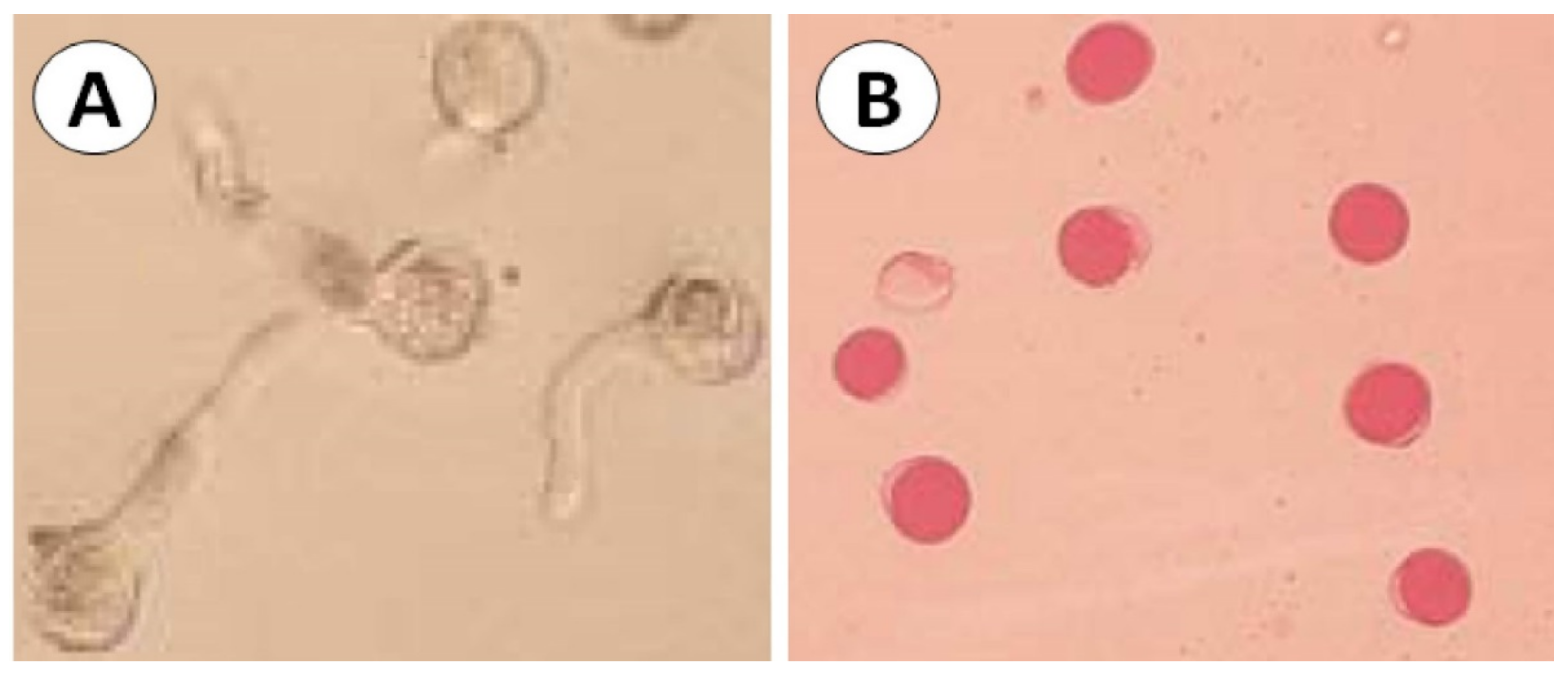 Agronomy 11 00504 g004
