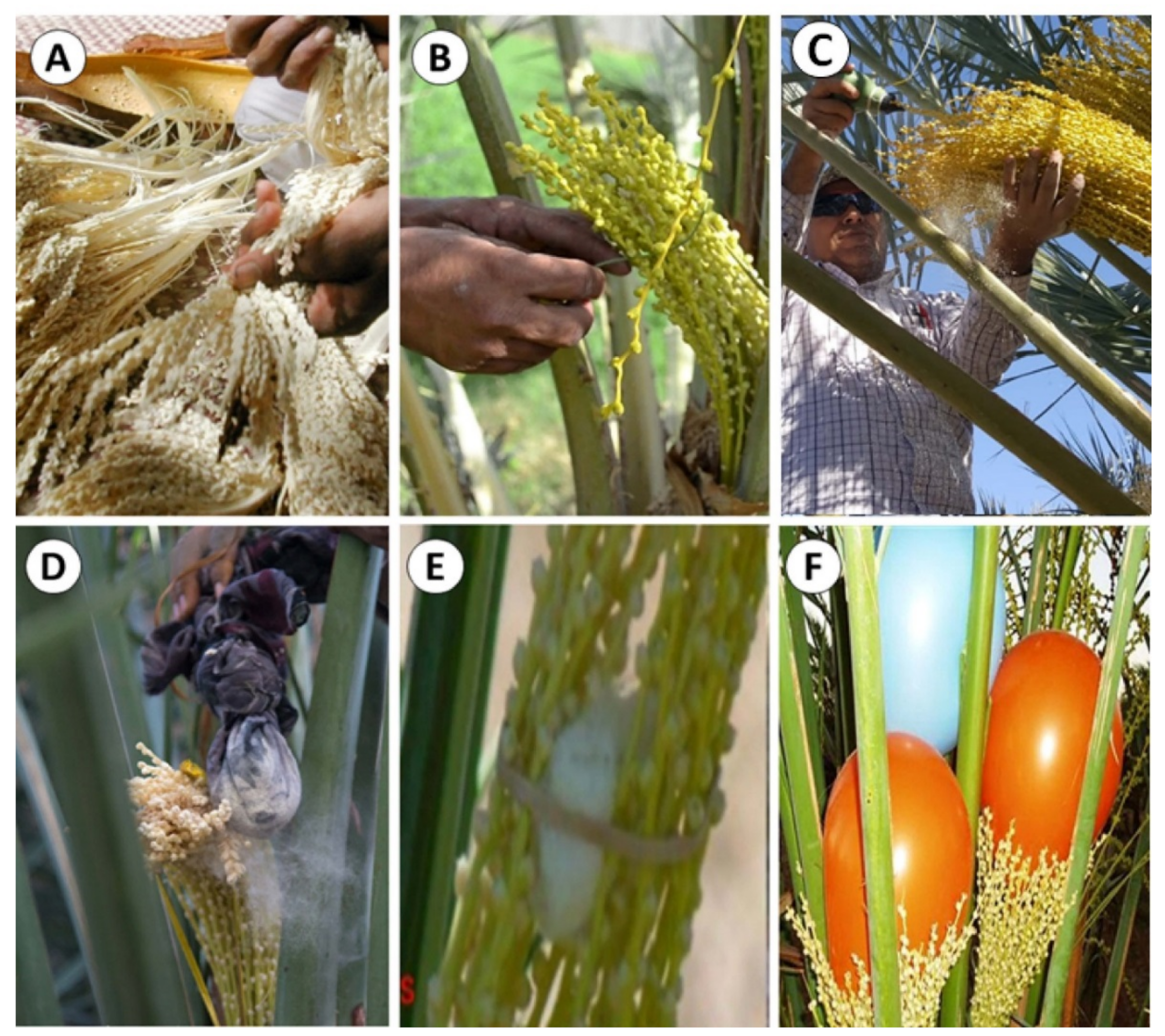 Agronomy 11 00504 g005