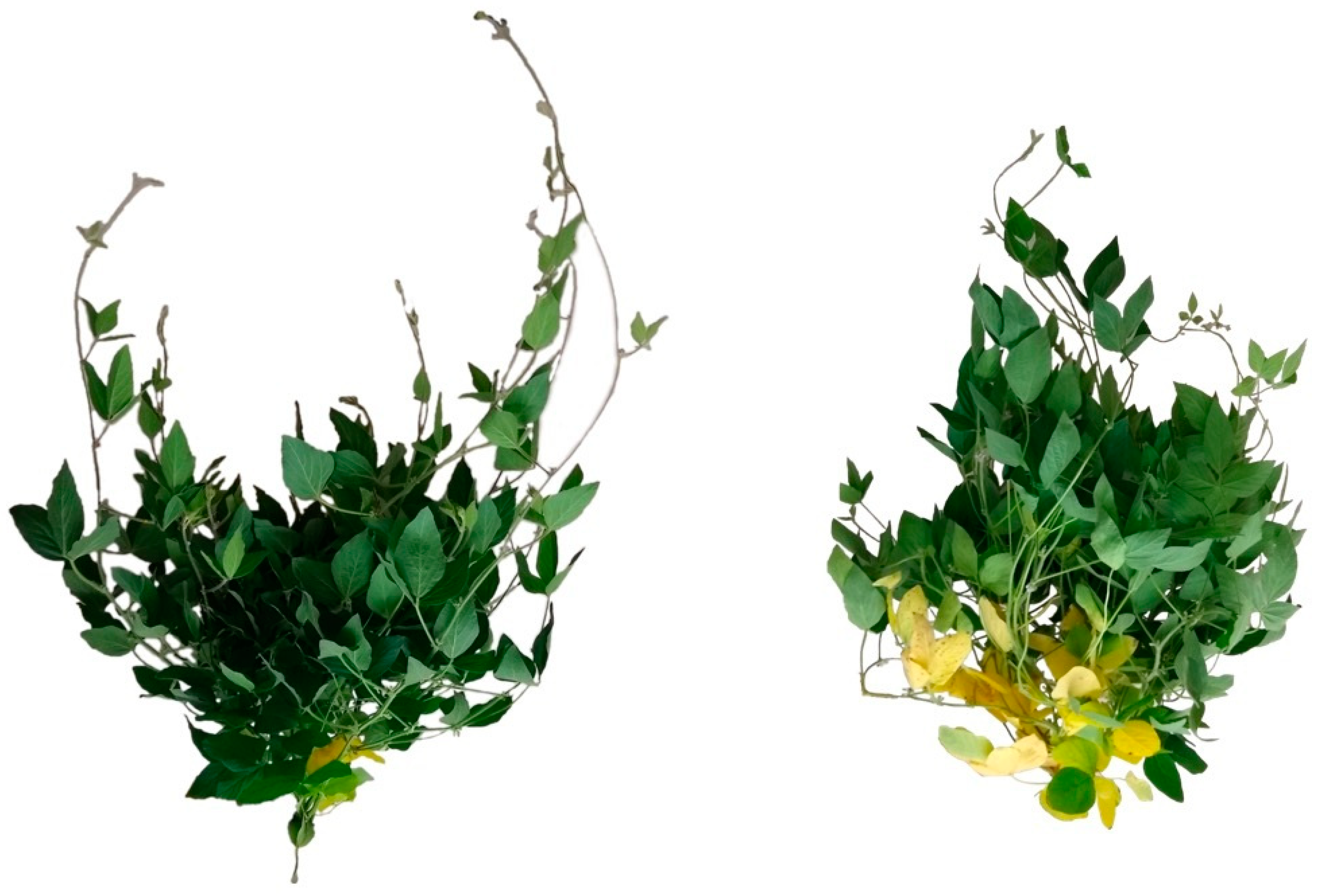 Agronomy 11 00523 g002