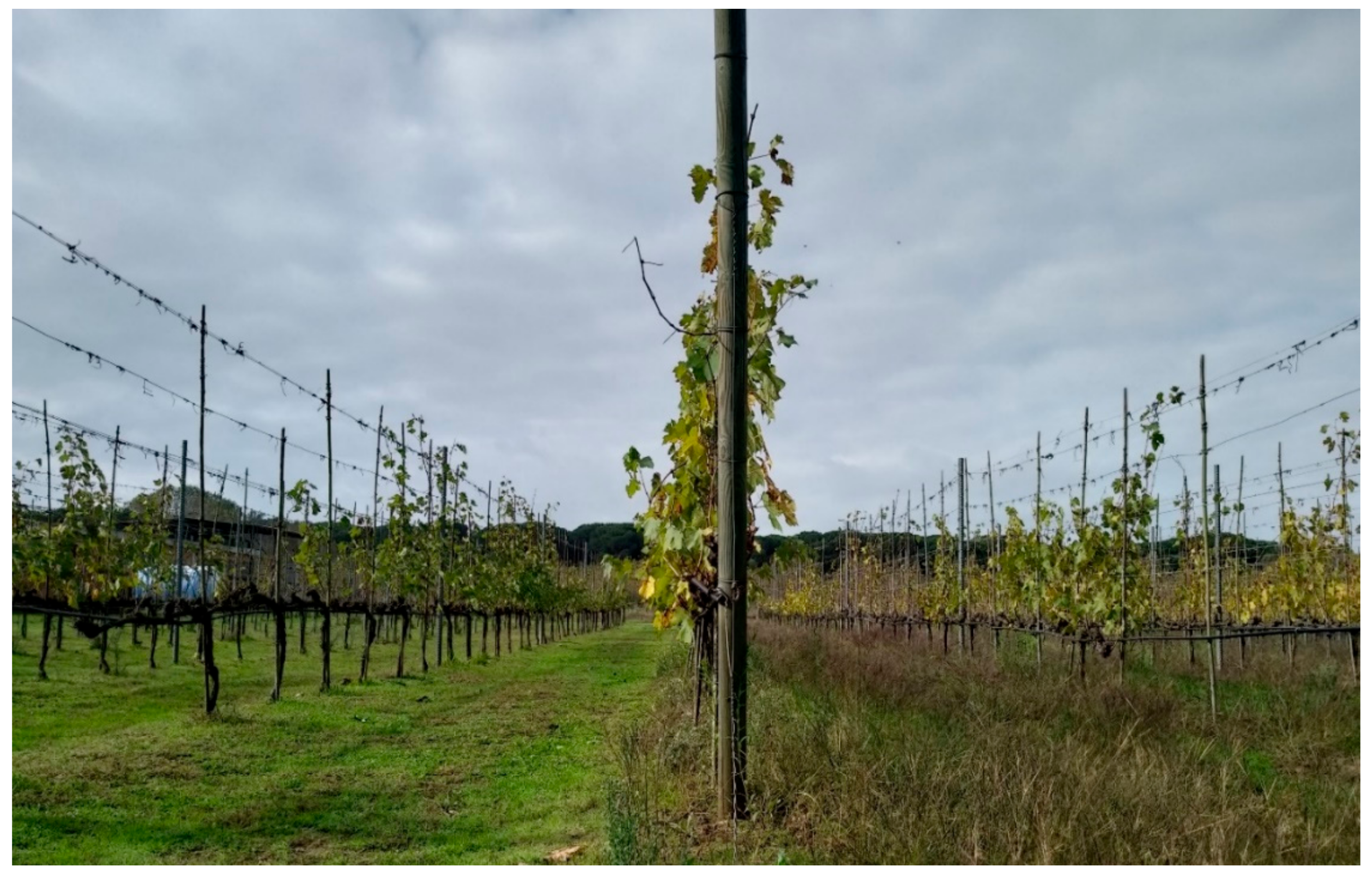 Agronomy 11 00538 g003 Agronomy 11 00538 g003