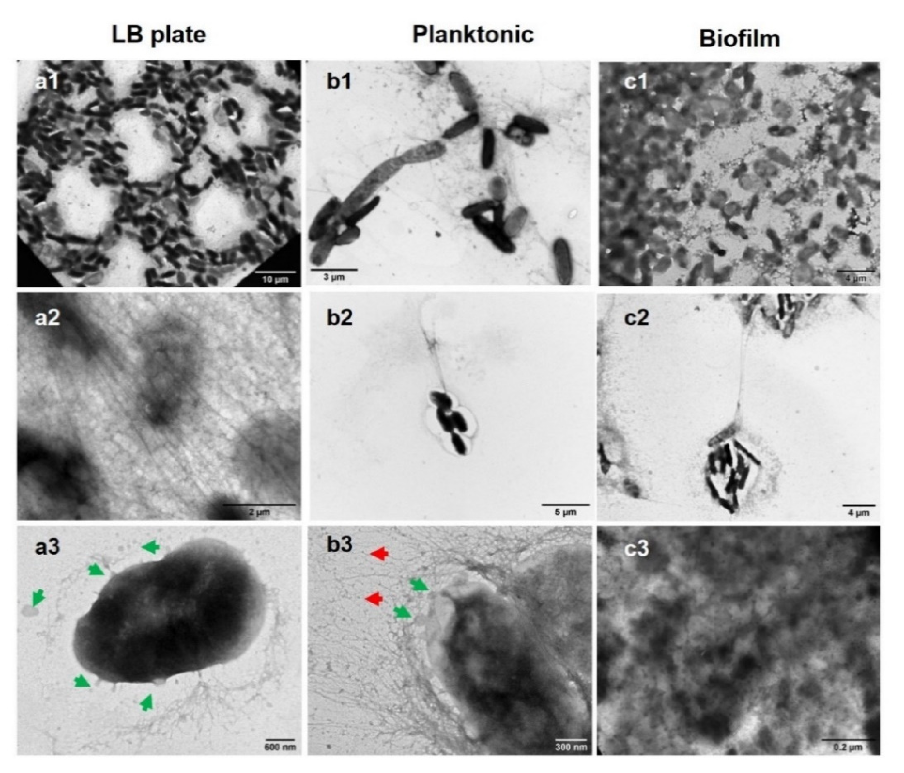Agronomy 11 00546 g004 Agronomy 11 00546 g004