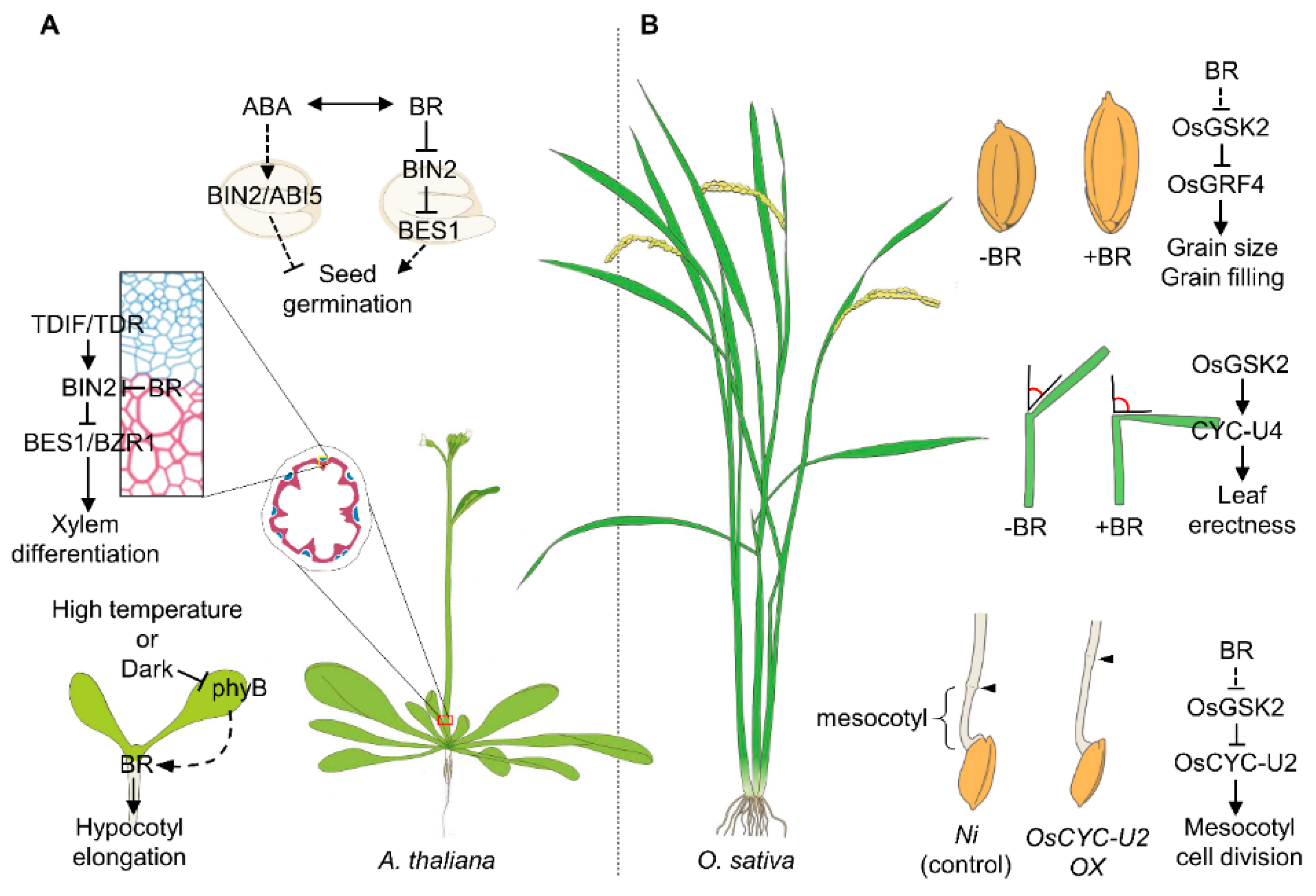 Agronomy 11 00556 g002 Agronomy 11 00556 g002