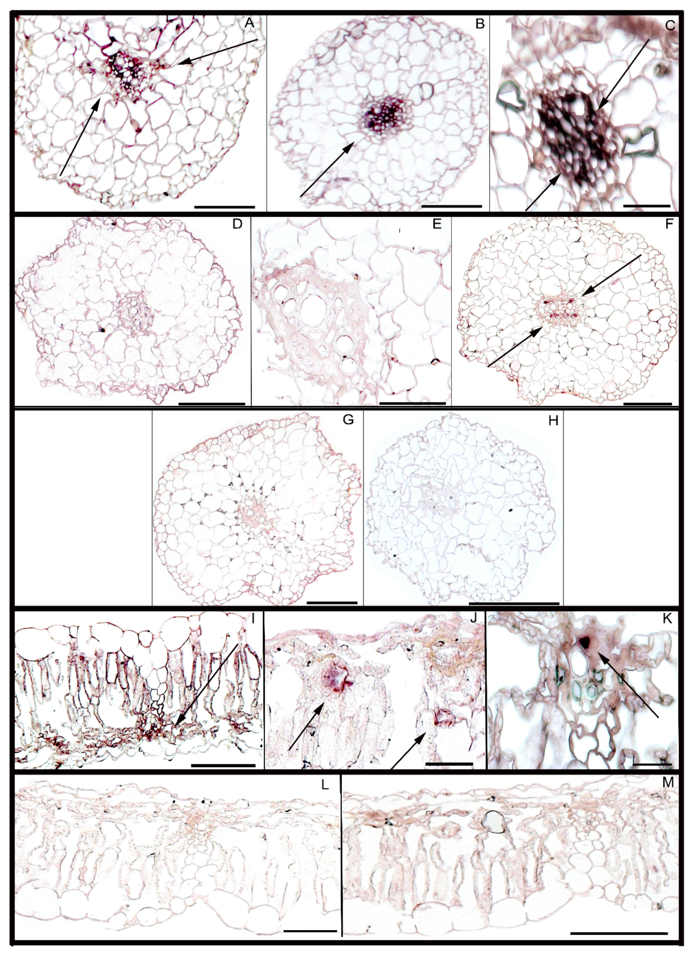 Agronomy 11 00559 g002