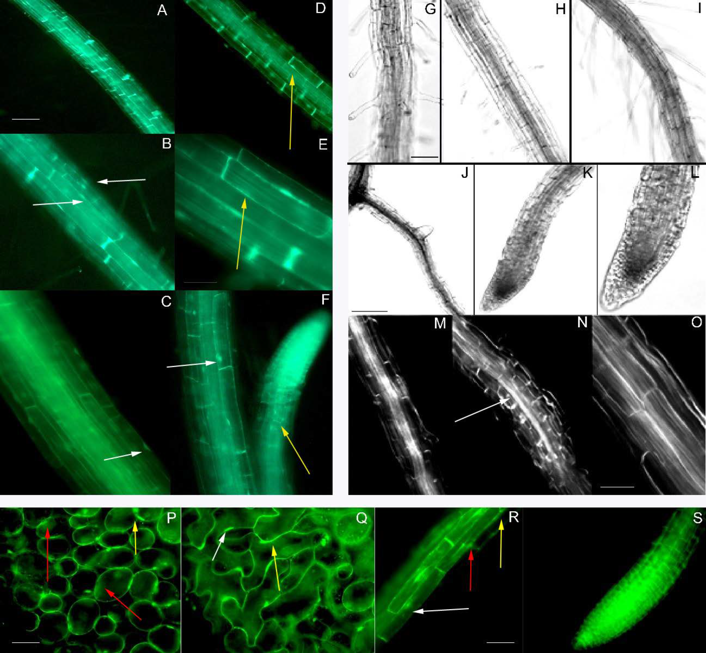 Agronomy 11 00559 g005