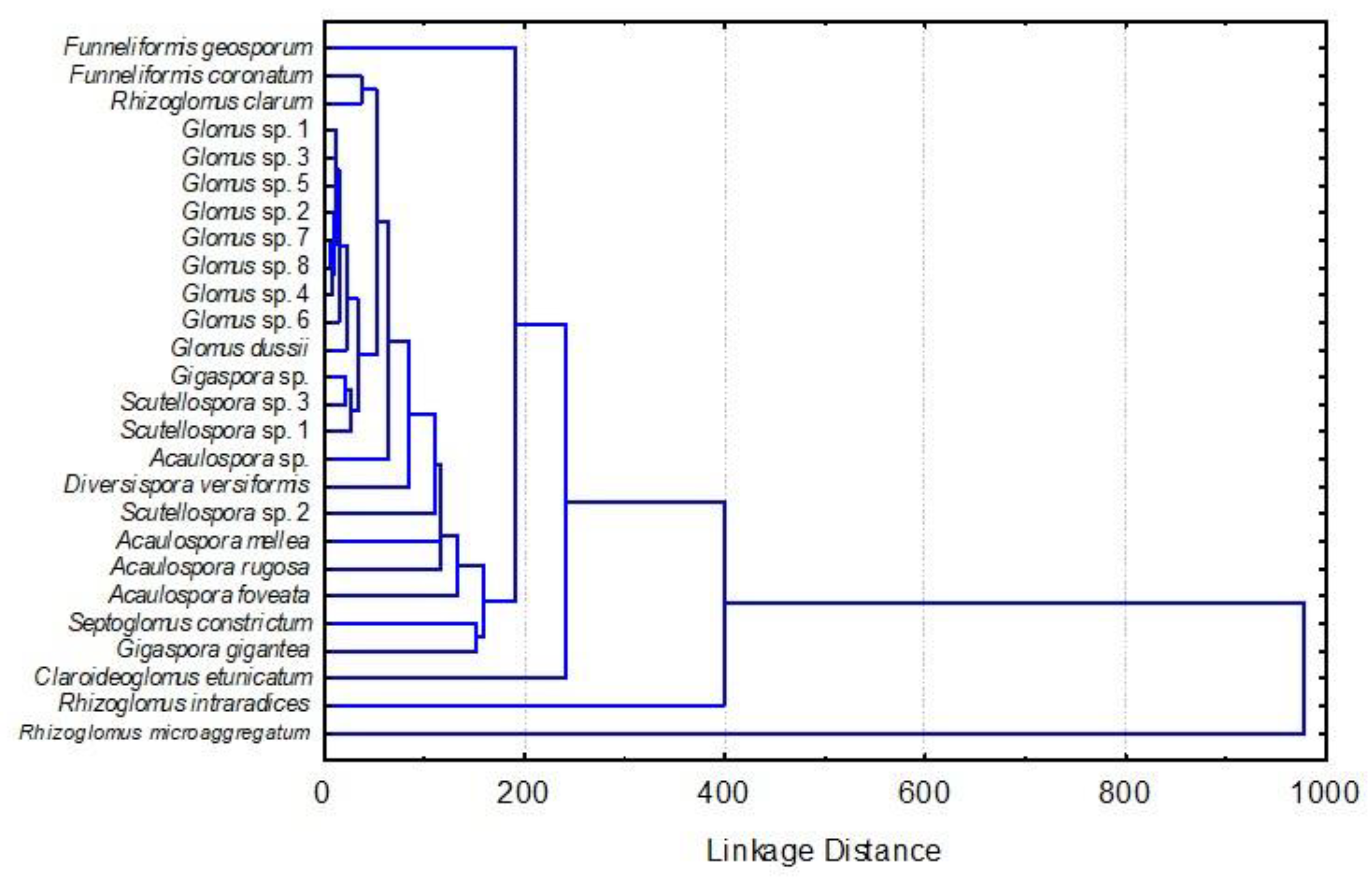 Agronomy Free Full Text Biodiversity Of Am Fungi In Coffee Cultivated On Eroded Soil Html