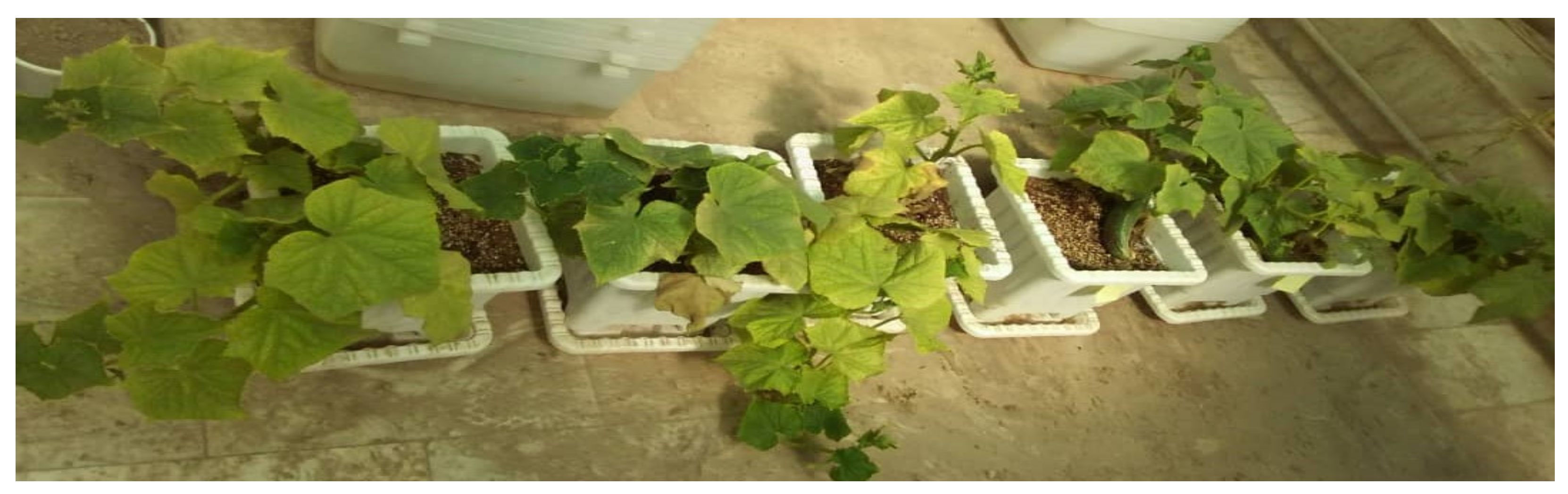 Agronomy 11 00575 g002 Agronomy 11 00575 g002