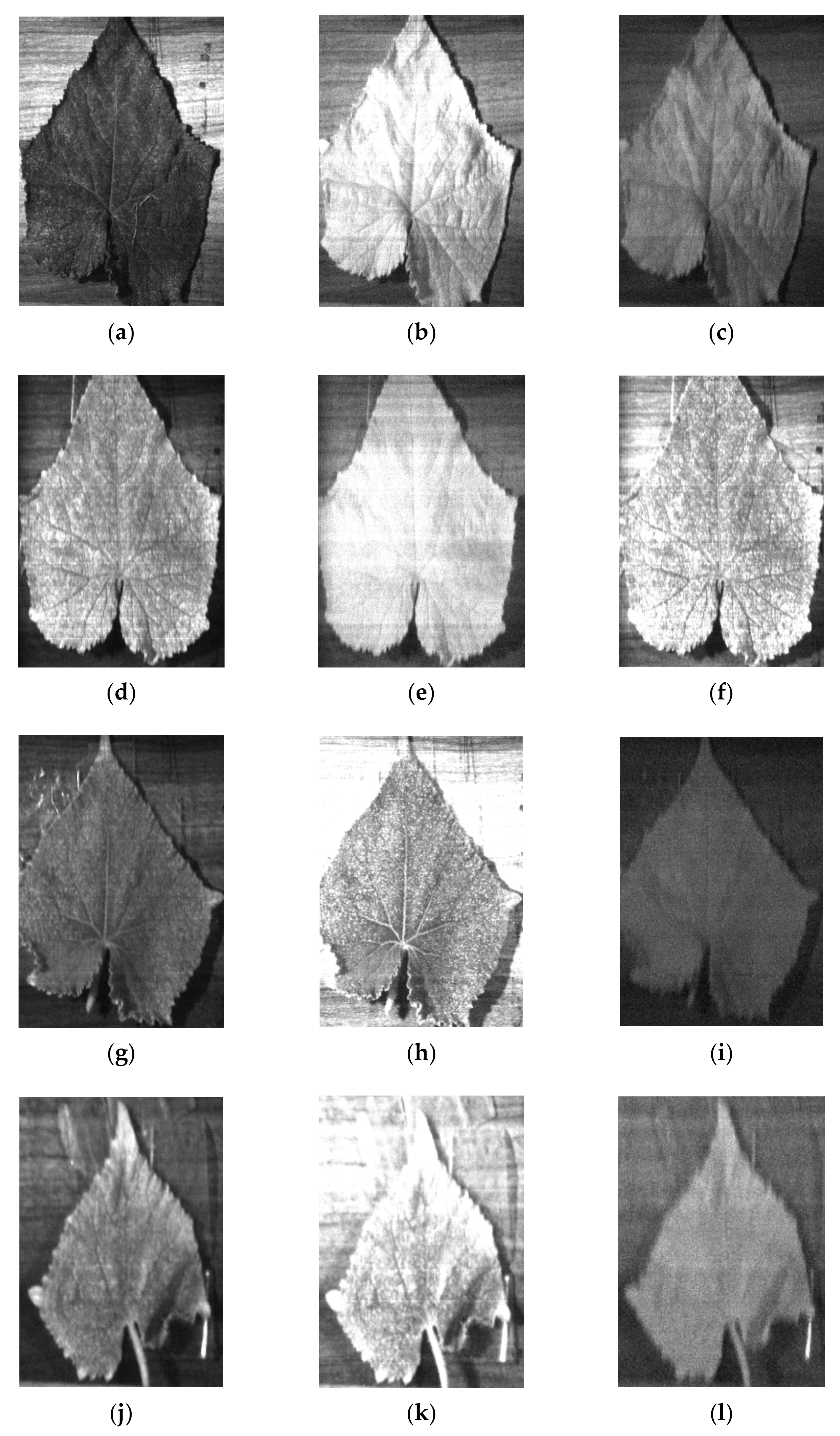 Agronomy 11 00575 g007 Agronomy 11 00575 g007