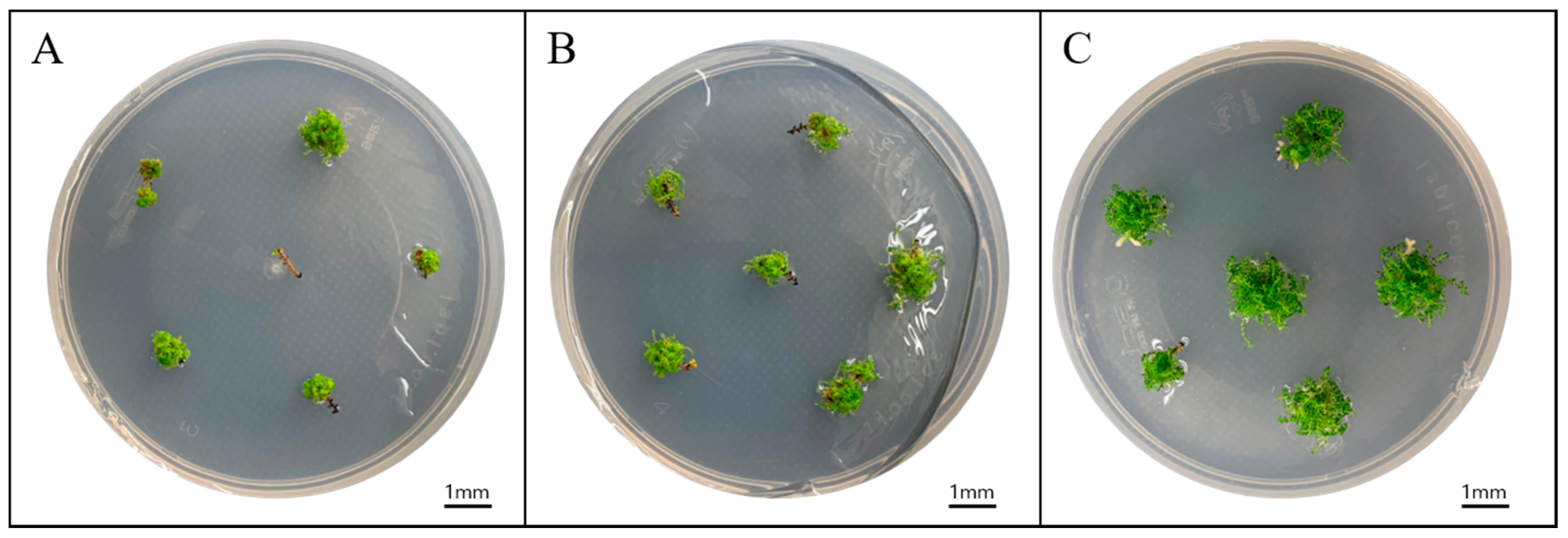 Agronomy 11 00578 g001