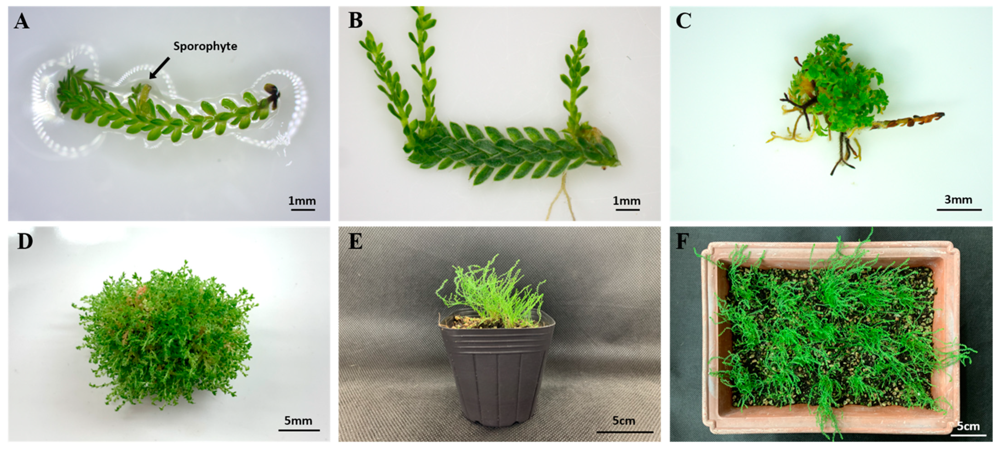 Agronomy 11 00578 g003