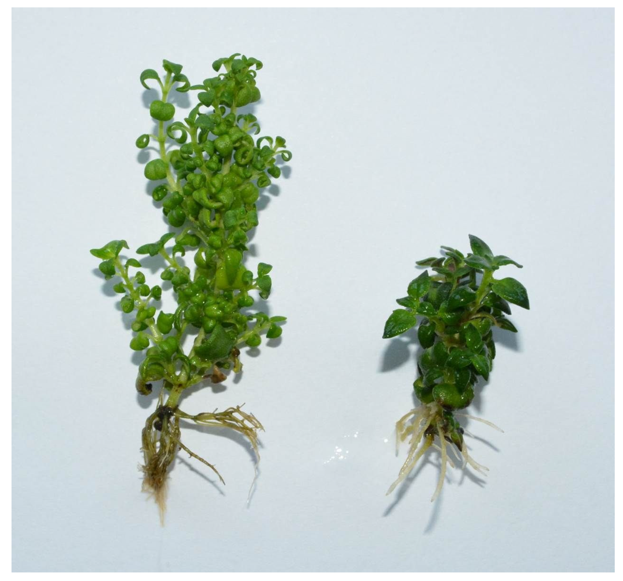 Agronomy 11 00596 g002