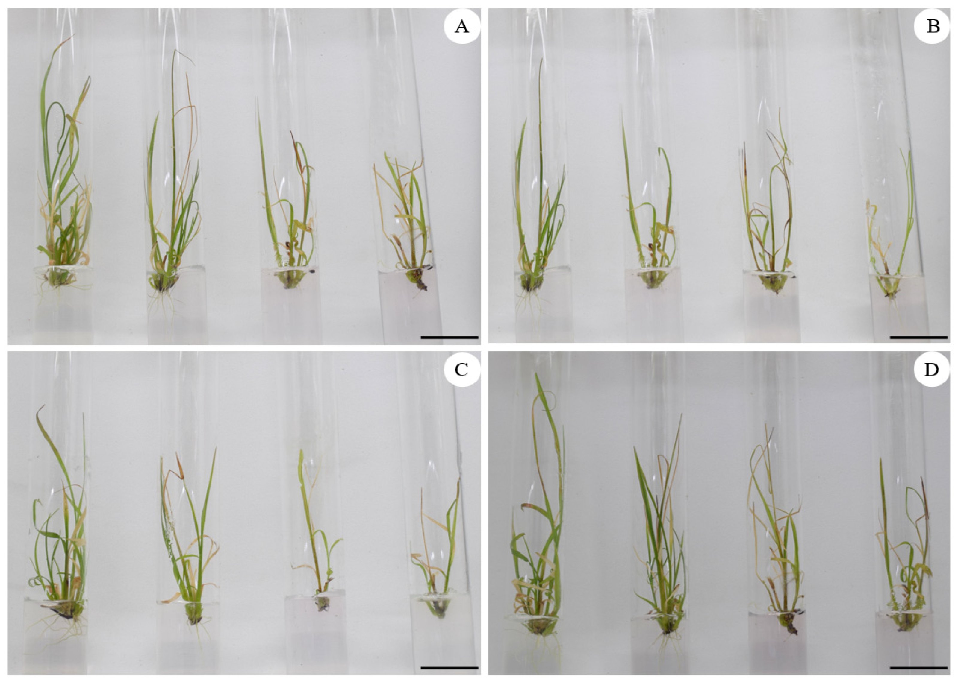 Agronomy 11 00598 g001