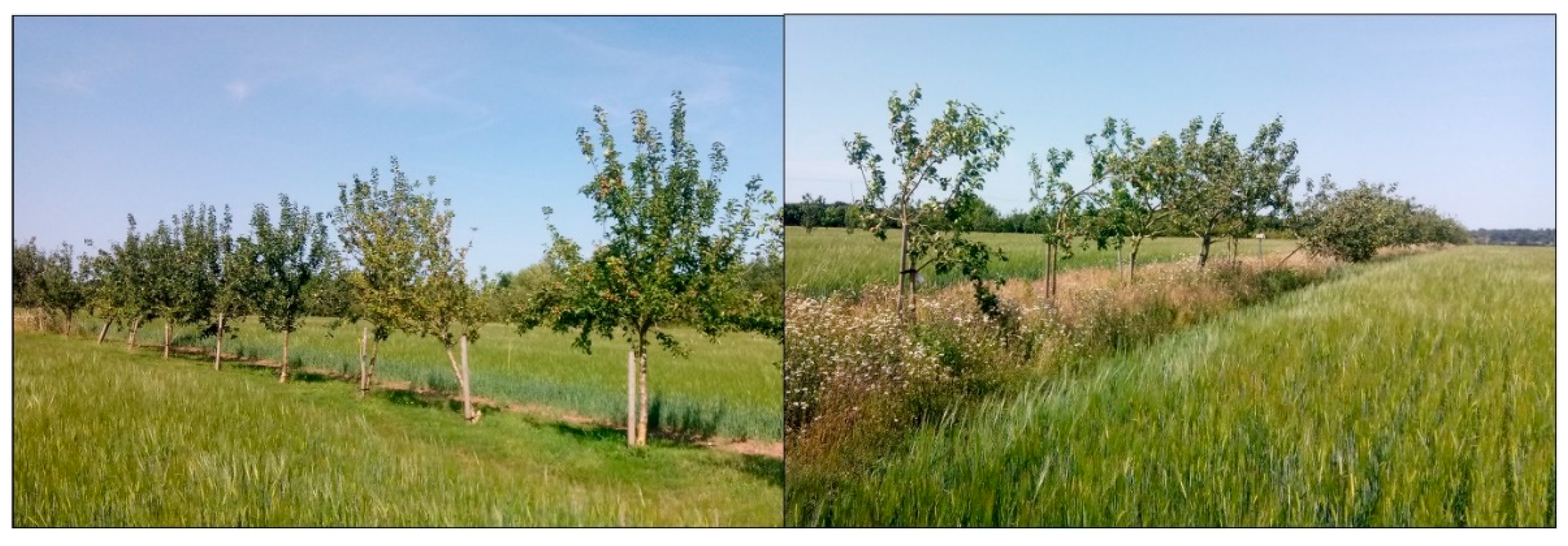 Agronomy 11 00651 g002 Agronomy 11 00651 g002