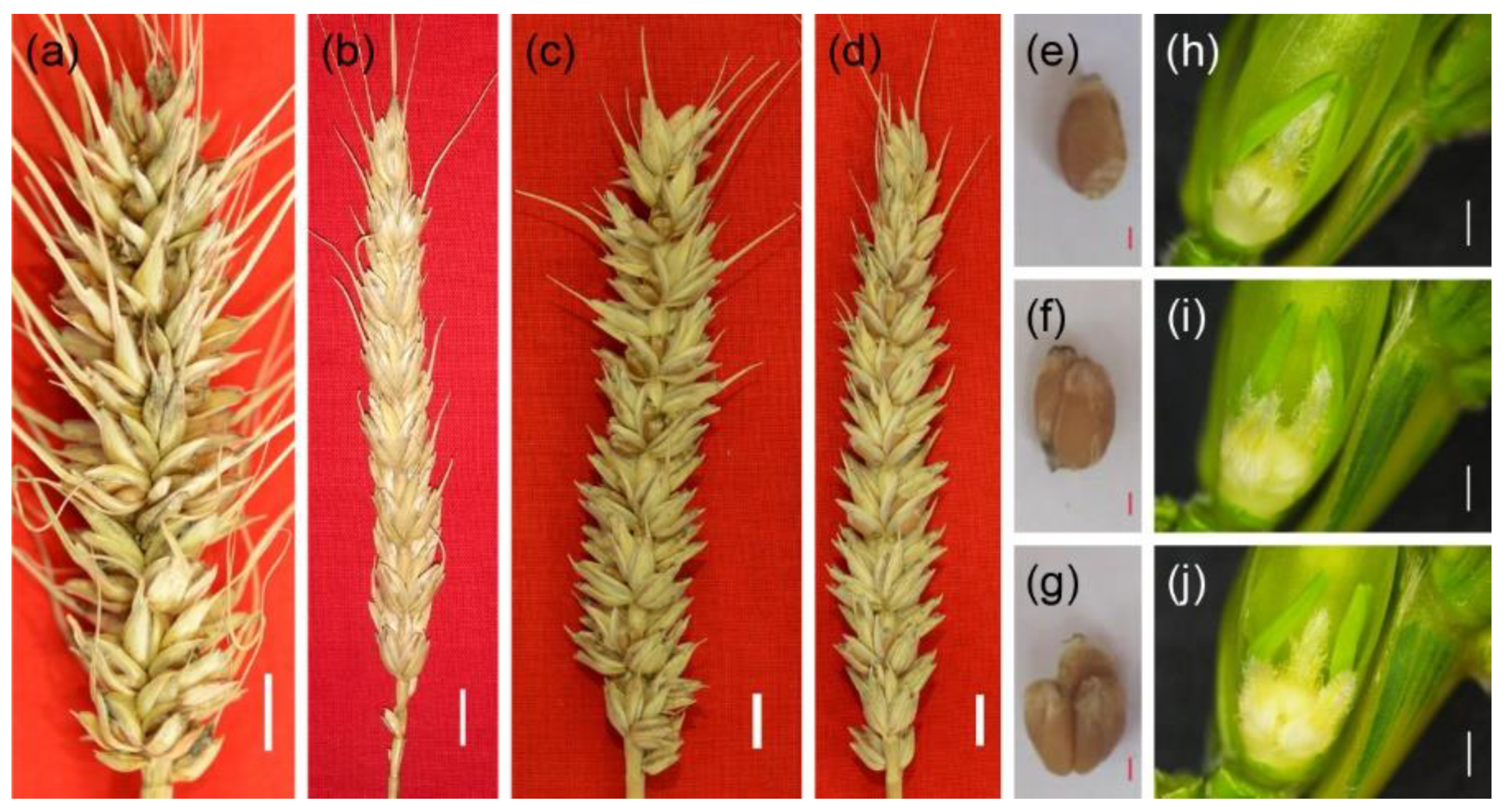 Agronomy 11 00658 g001