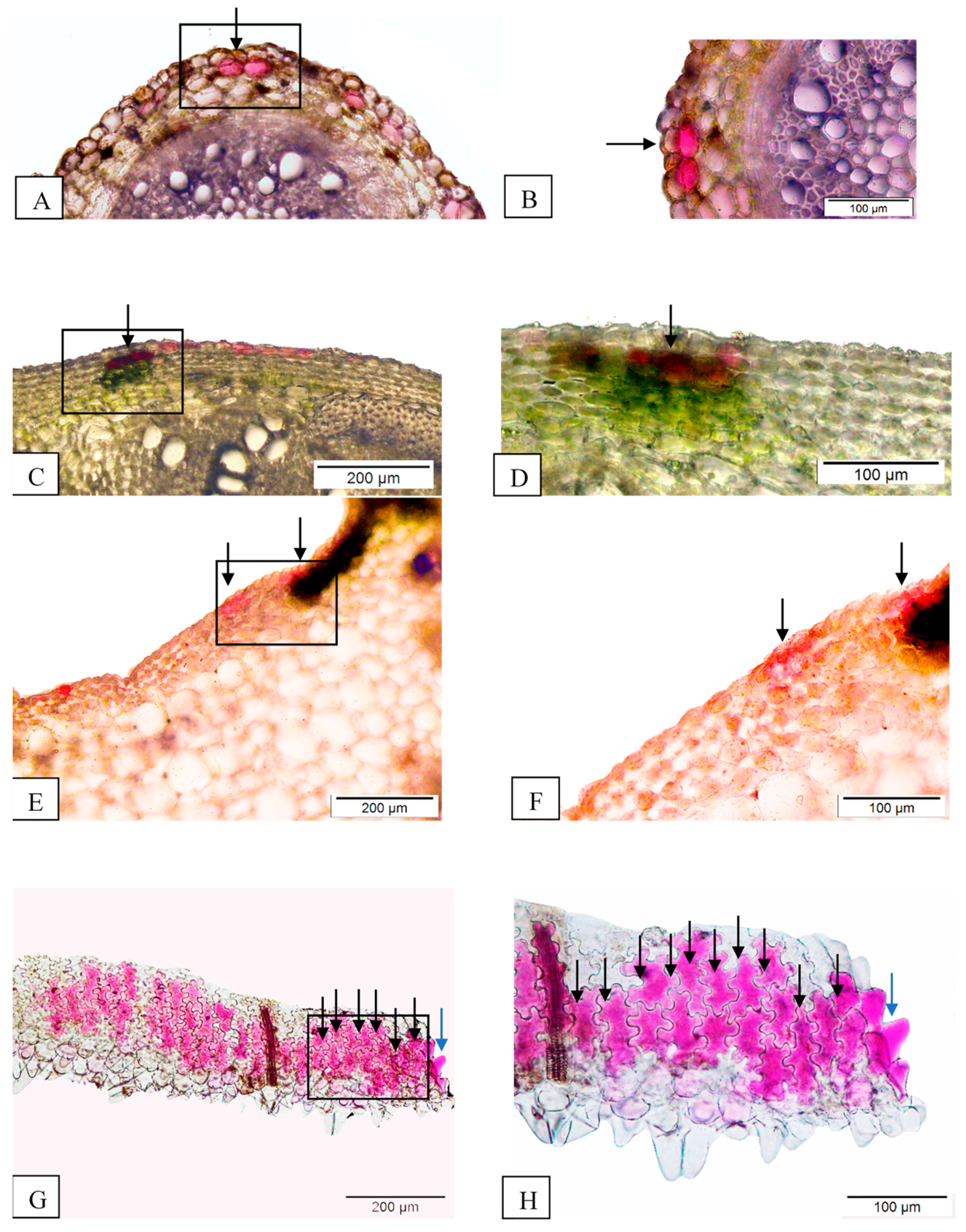 Agronomy 11 00661 g008 Agronomy 11 00661 g008