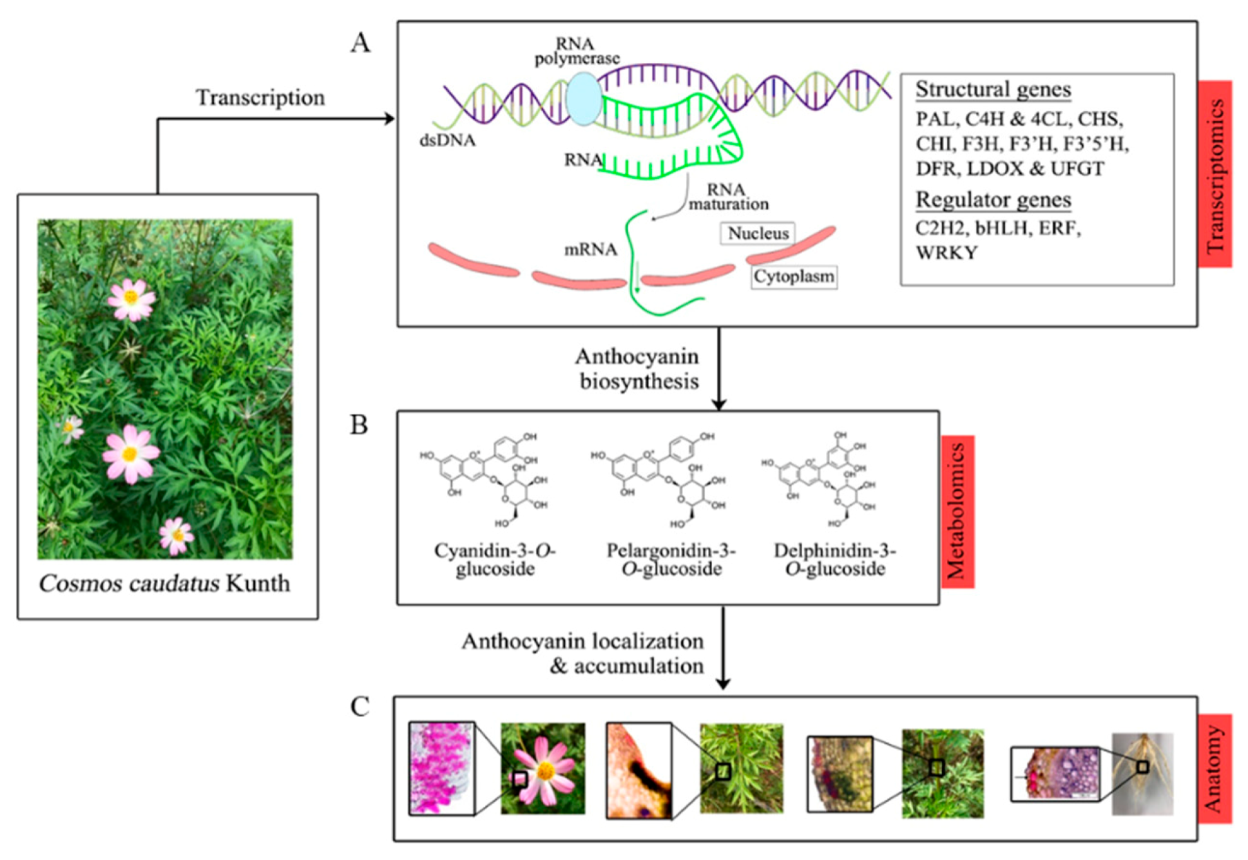 Agronomy 11 00661 g009 Agronomy 11 00661 g009