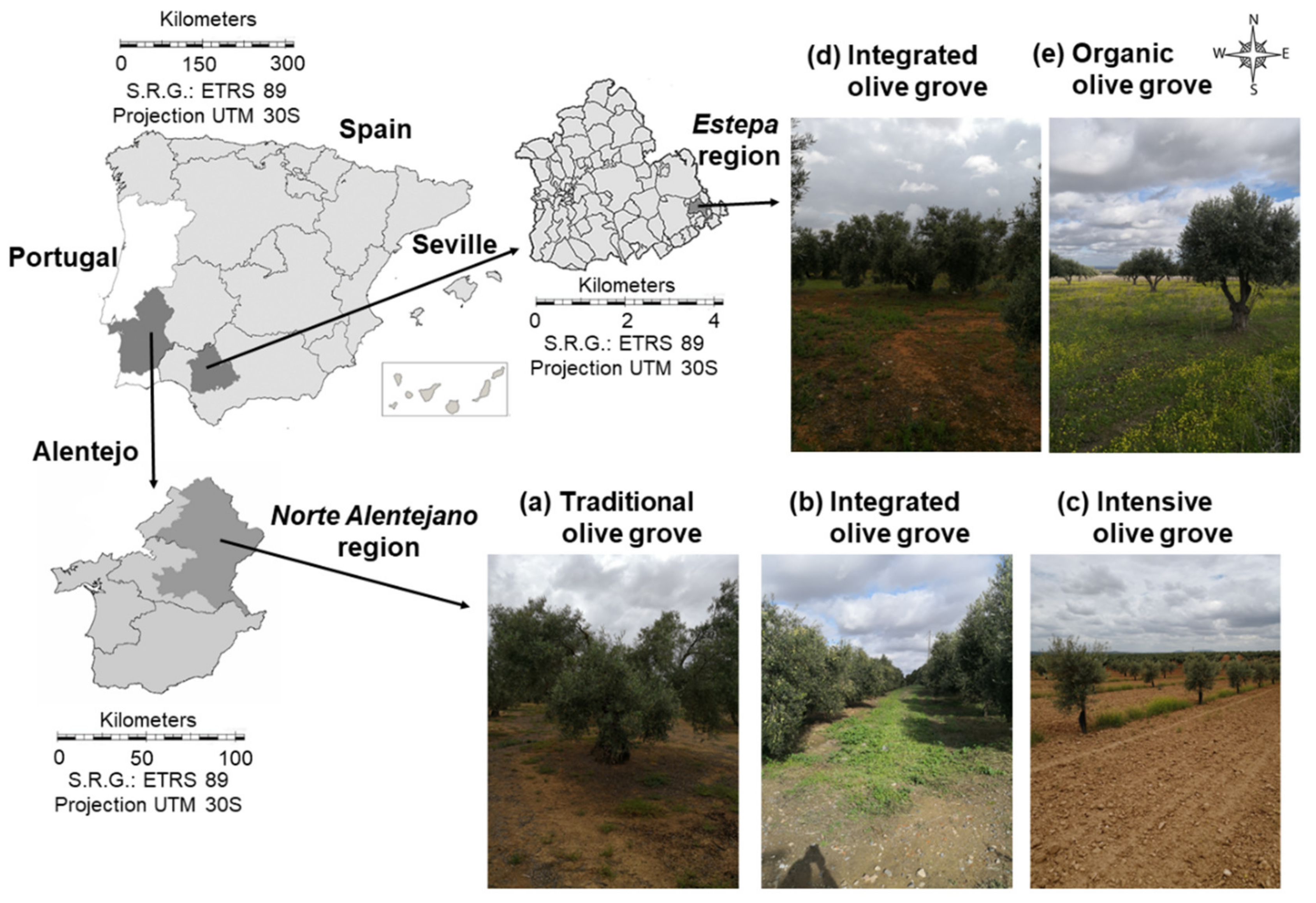 Agronomy Free Full Text A Comparative Analysis Of Soil Loss Tolerance And Productivity Of The Olive Groves In The Protected Designation Of Origin Pdo Areas Norte Alentejano Portugal And Estepa Andalusia