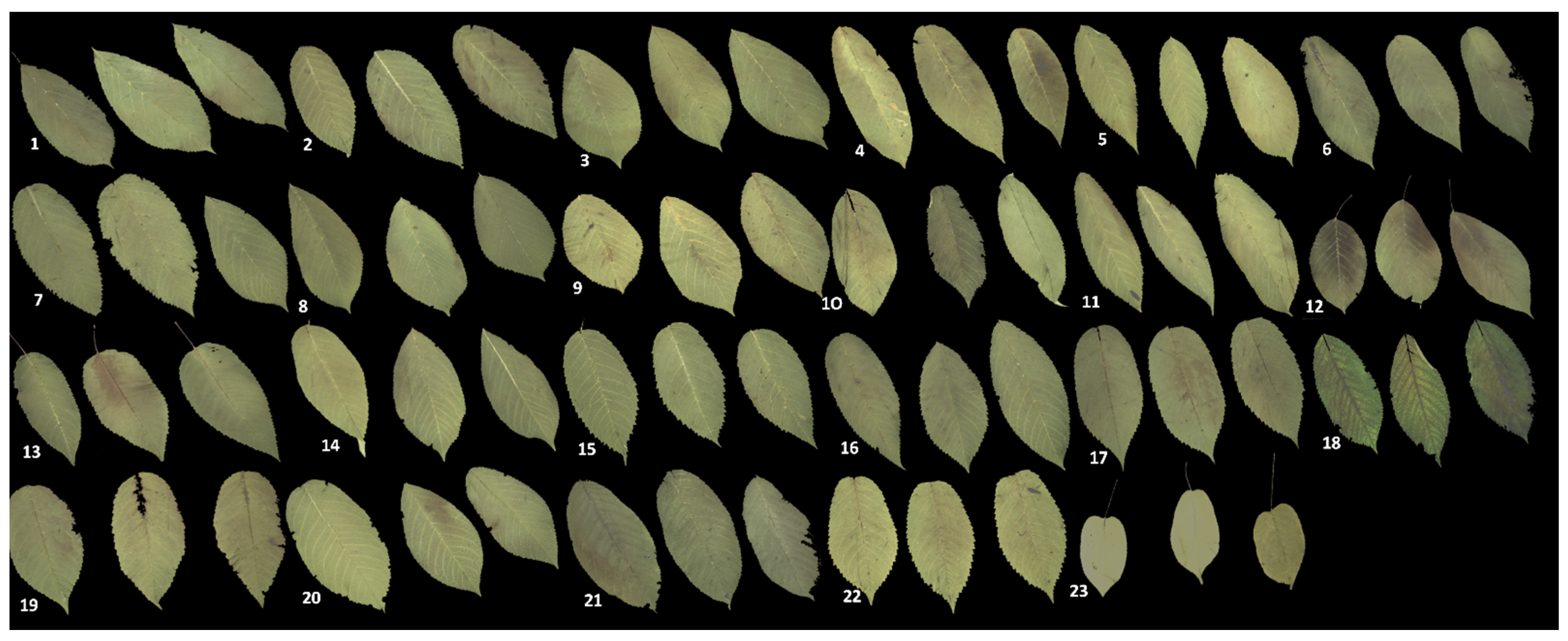 Agronomy 11 00680 g001 Agronomy 11 00680 g001