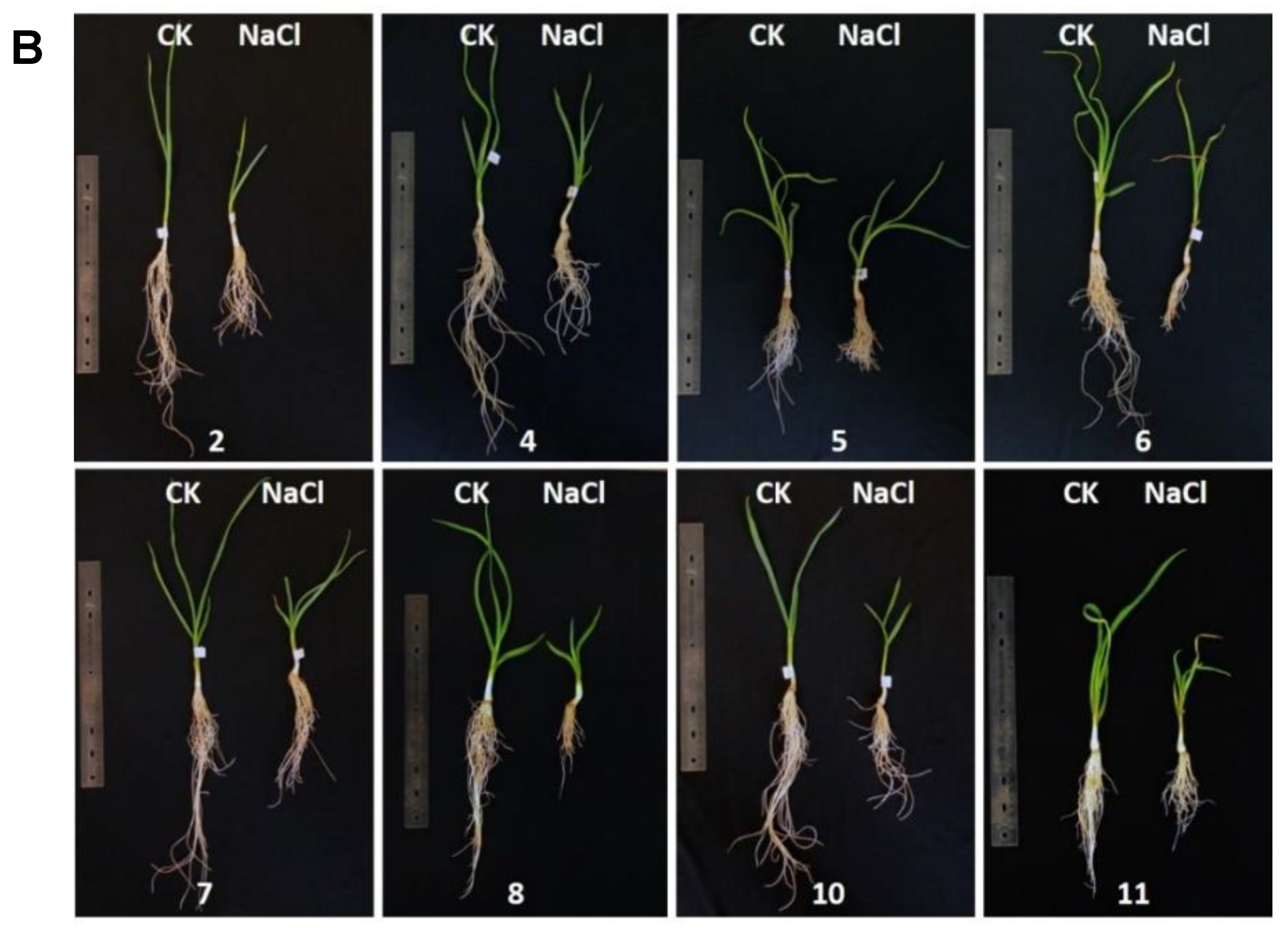 Agronomy 11 00691 g001b Agronomy 11 00691 g001b