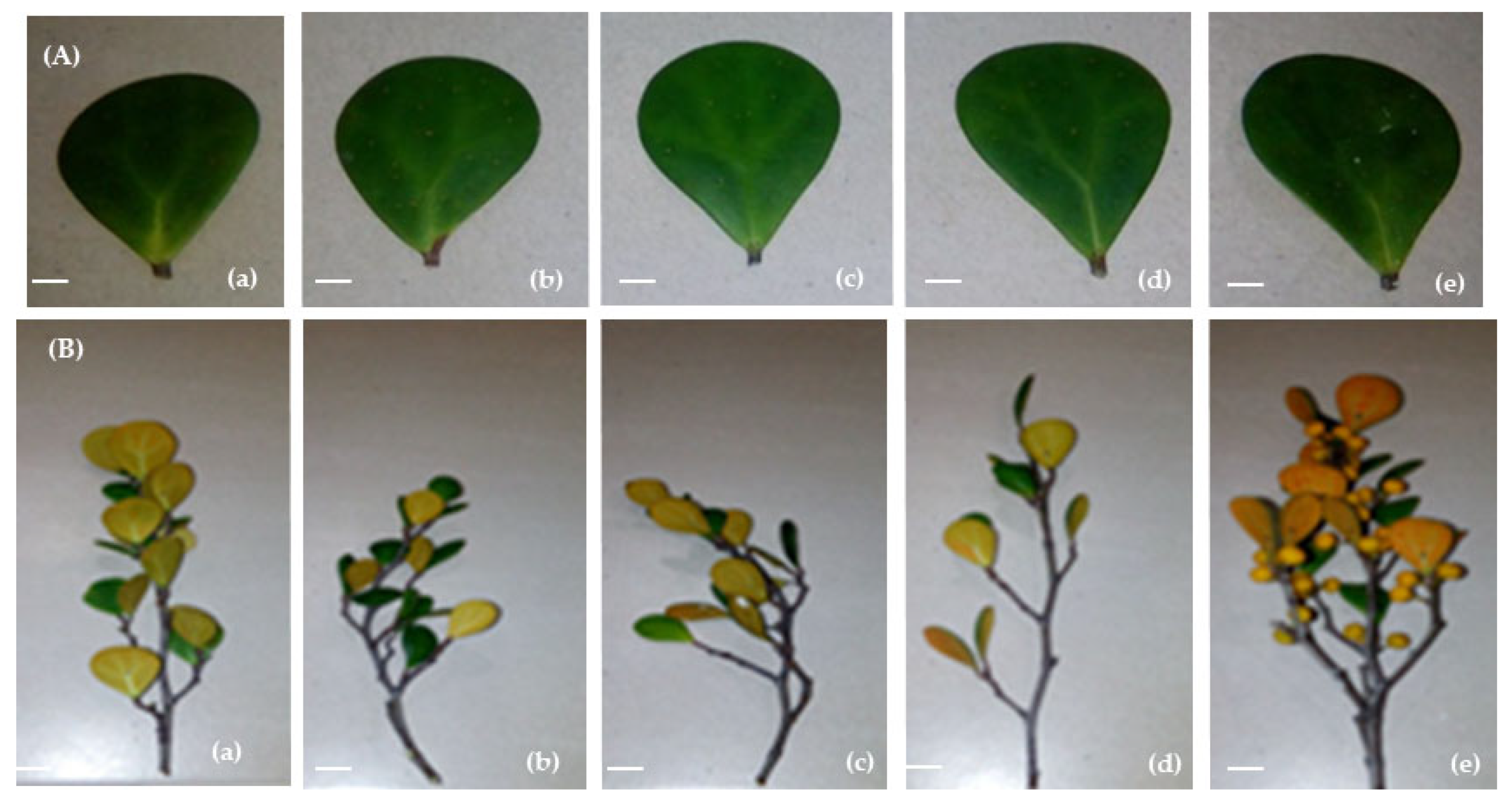 Agronomy 11 00704 g002 Agronomy 11 00704 g002