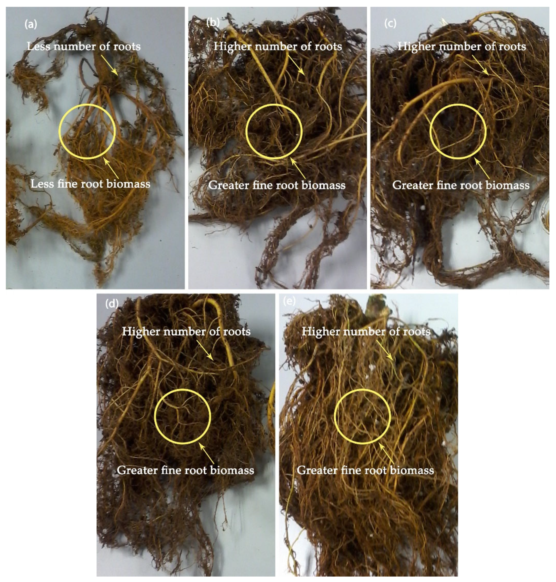 Agronomy 11 00704 g005 Agronomy 11 00704 g005