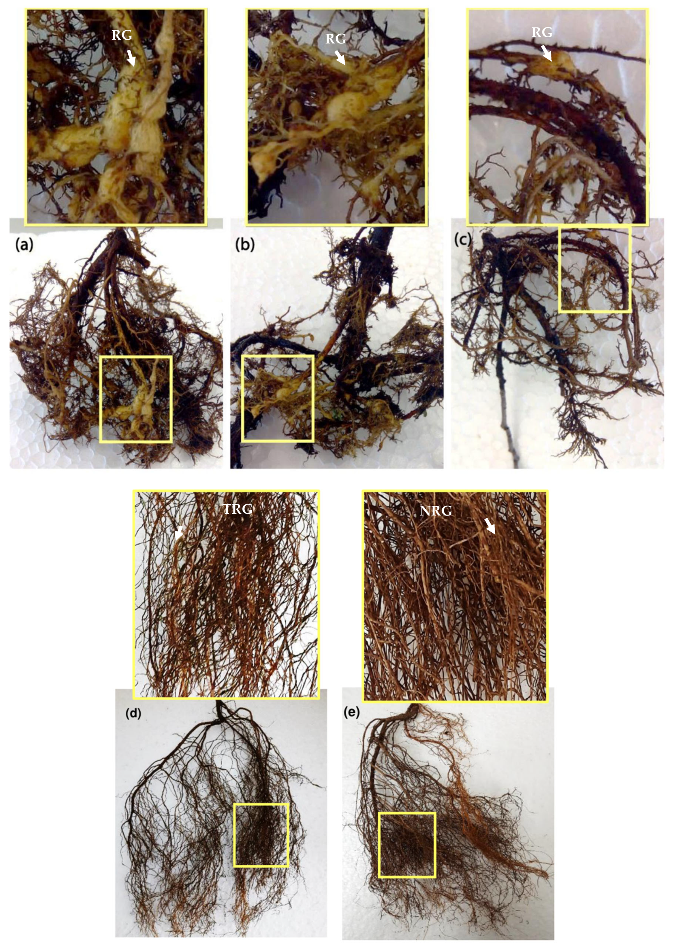 Agronomy 11 00704 g006 Agronomy 11 00704 g006