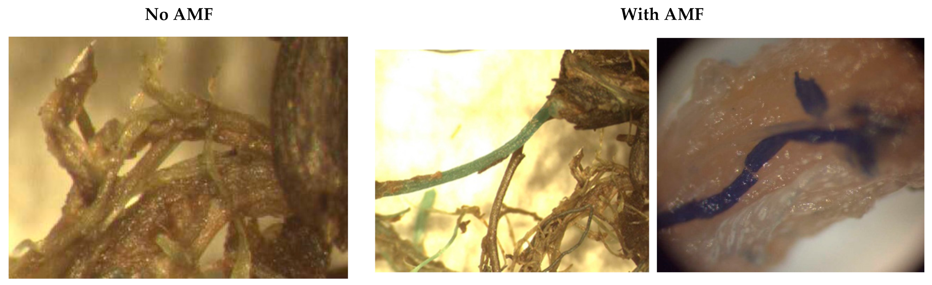 Agronomy 11 00721 g005a