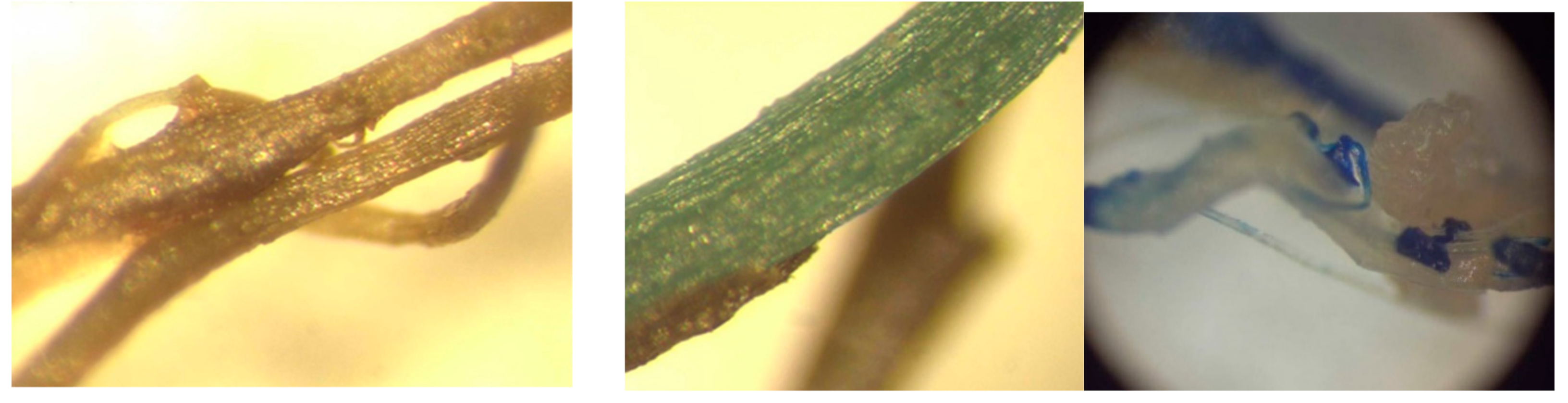 Agronomy 11 00721 g005b