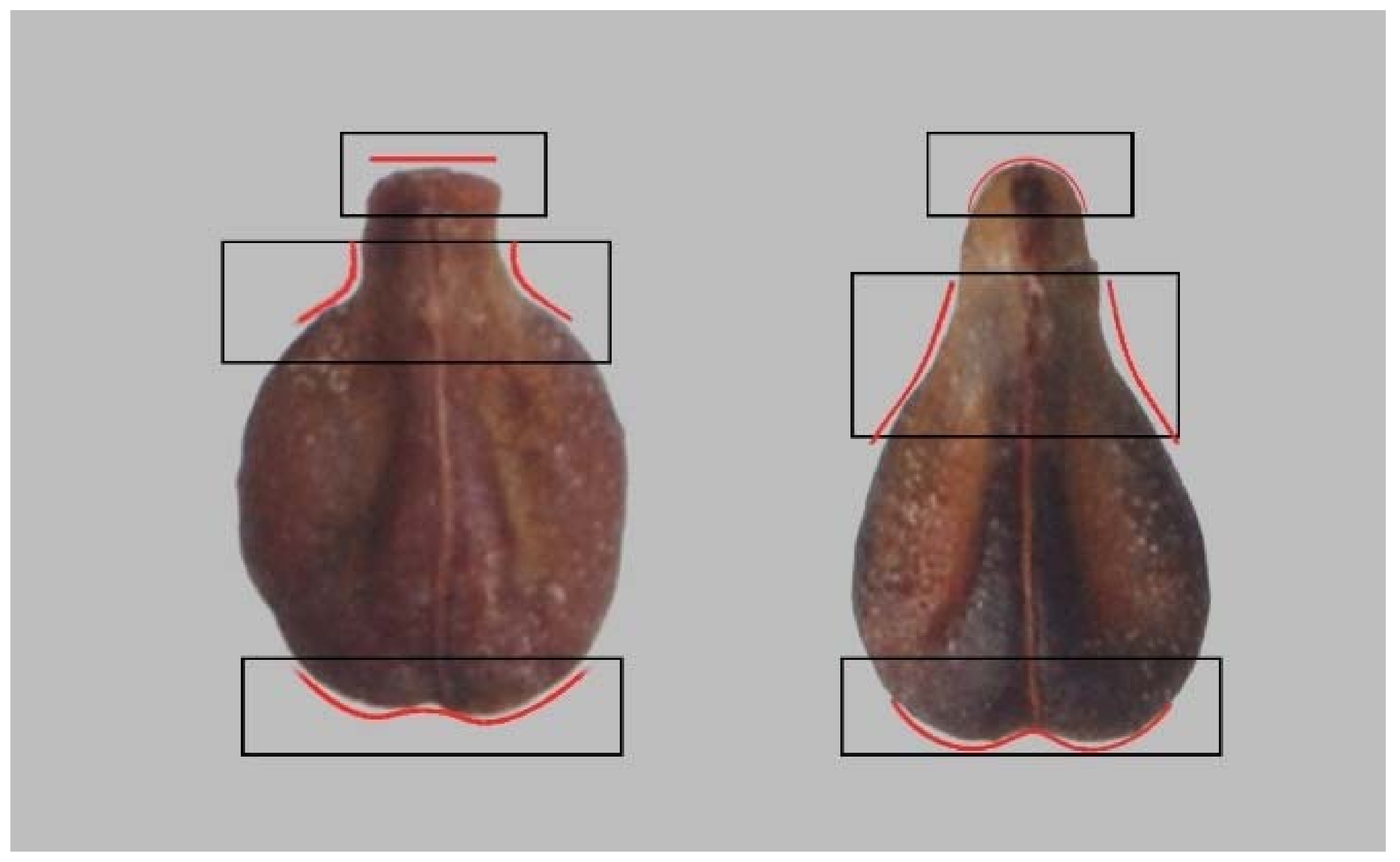 Agronomy 11 00734 g001
