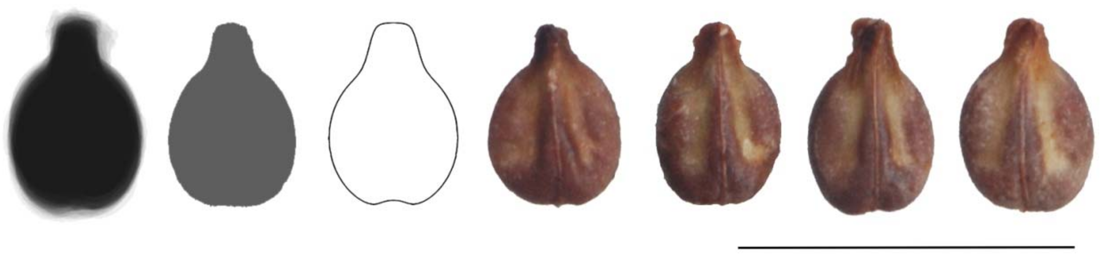 Agronomy 11 00734 g008