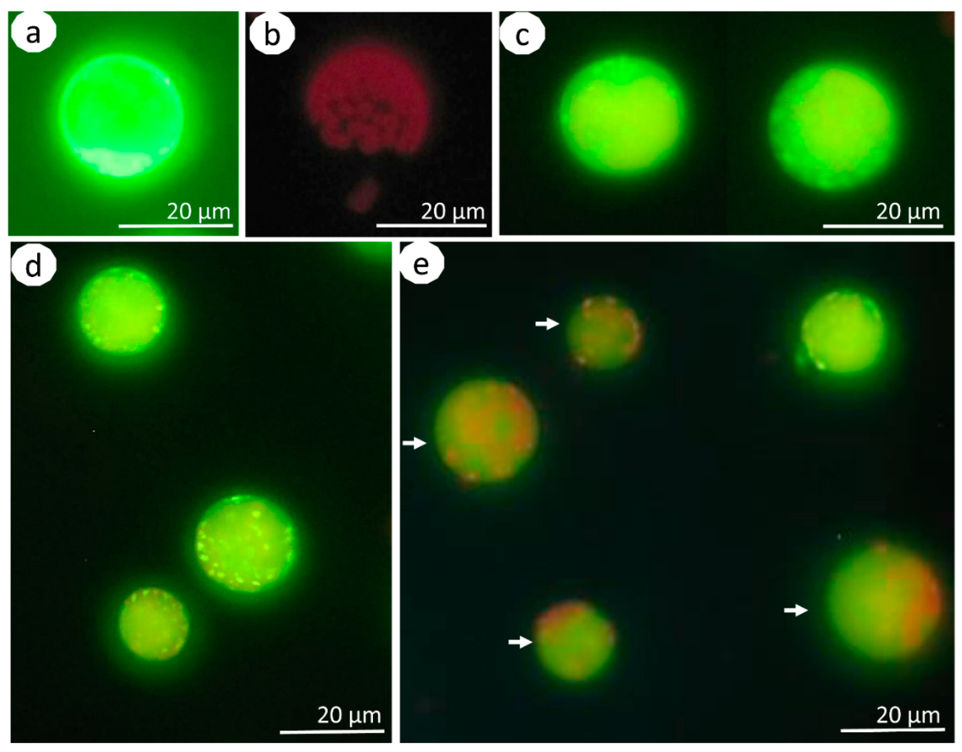 Agronomy 11 00735 g002 Agronomy 11 00735 g002