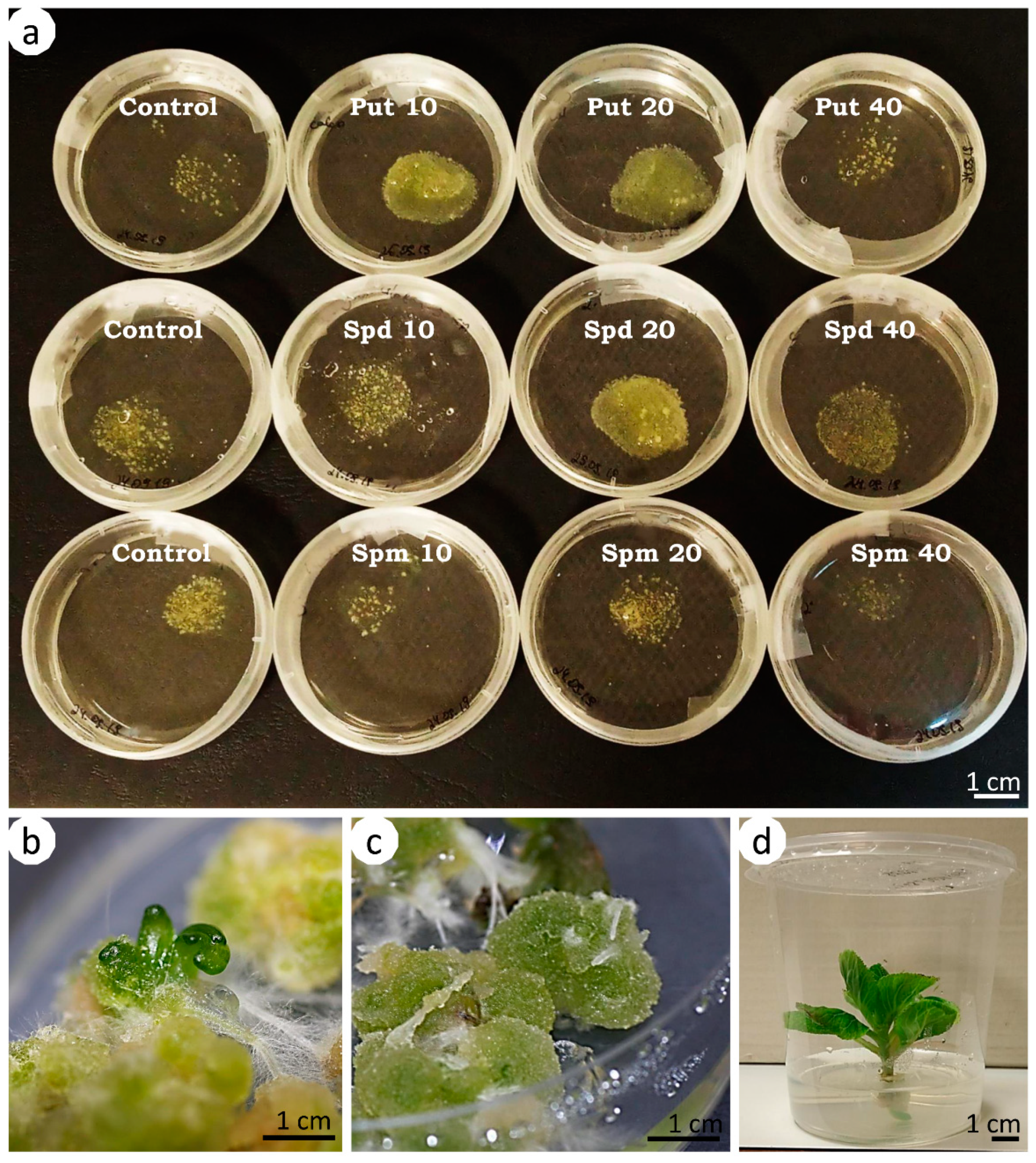 Agronomy 11 00735 g006 Agronomy 11 00735 g006