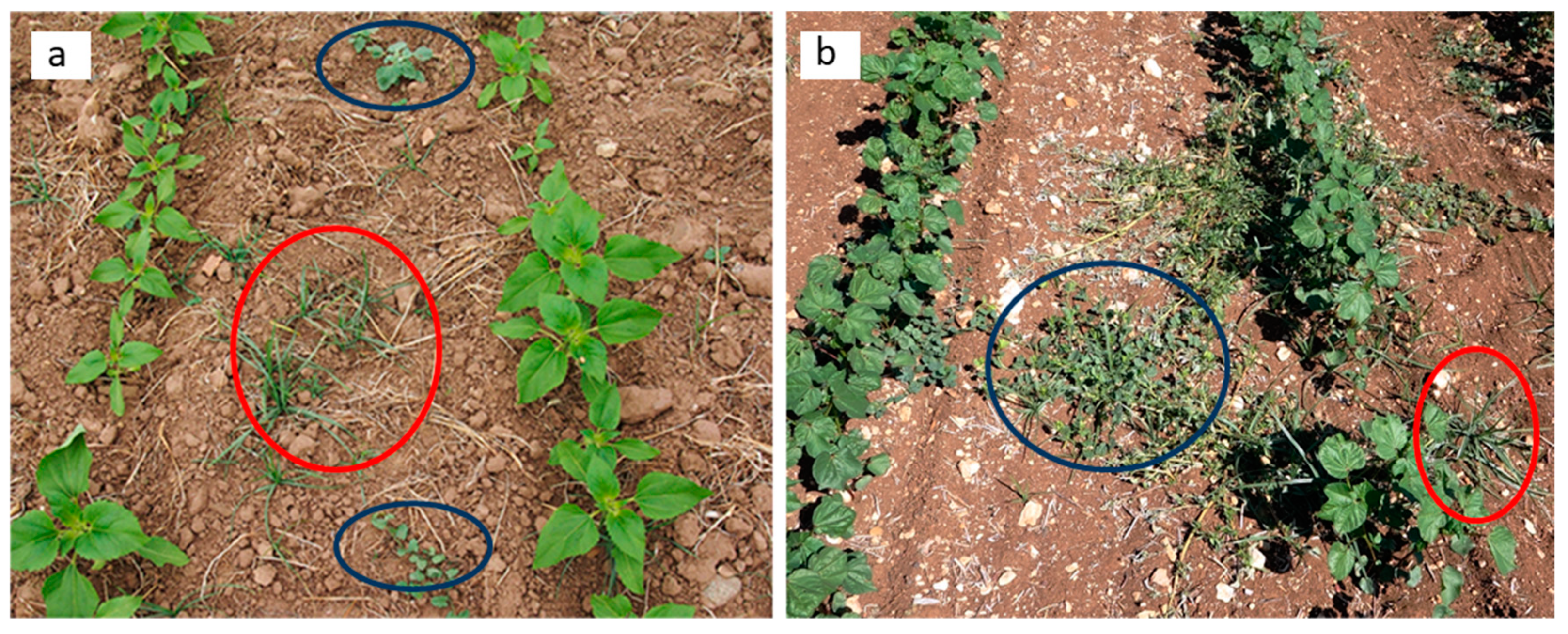 Agronomy 11 00749 g001