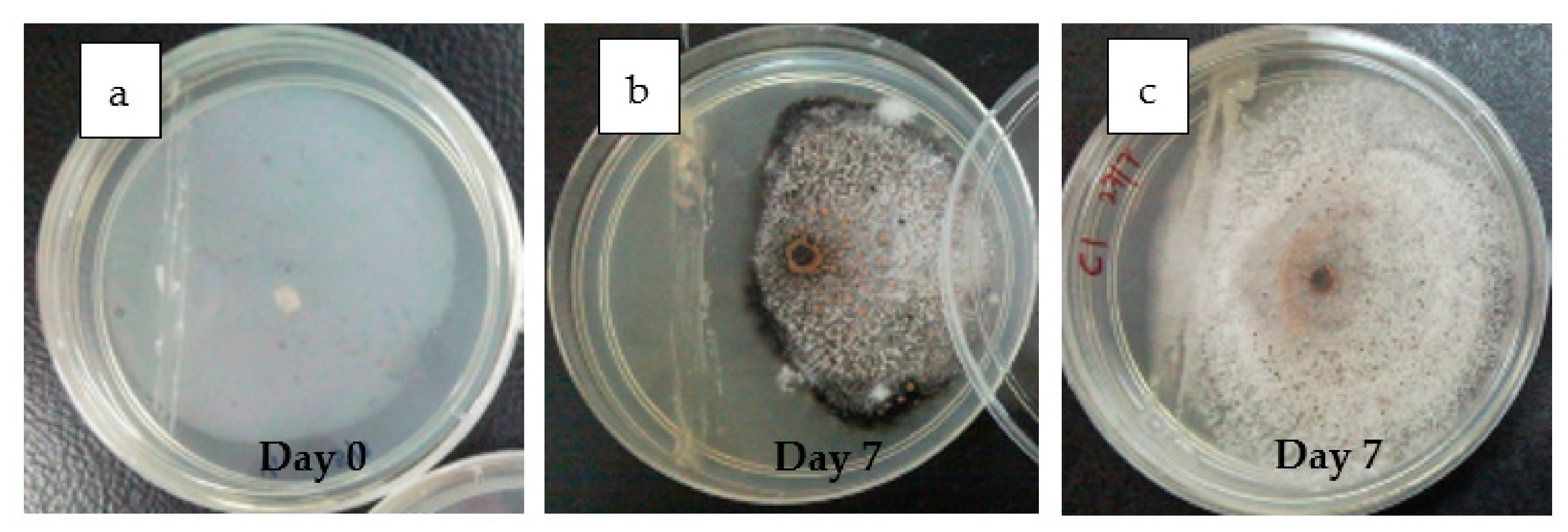Agronomy 11 00760 g001