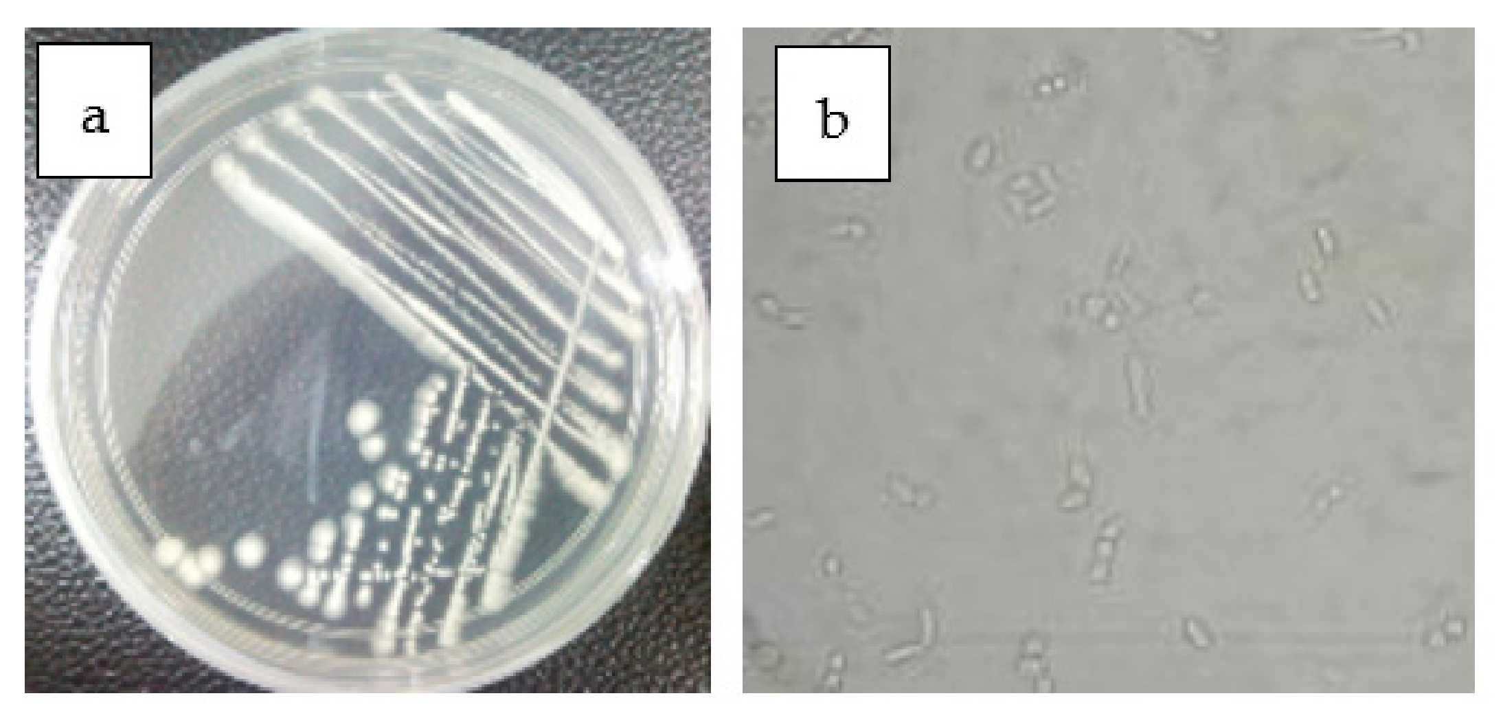 Agronomy 11 00760 g004